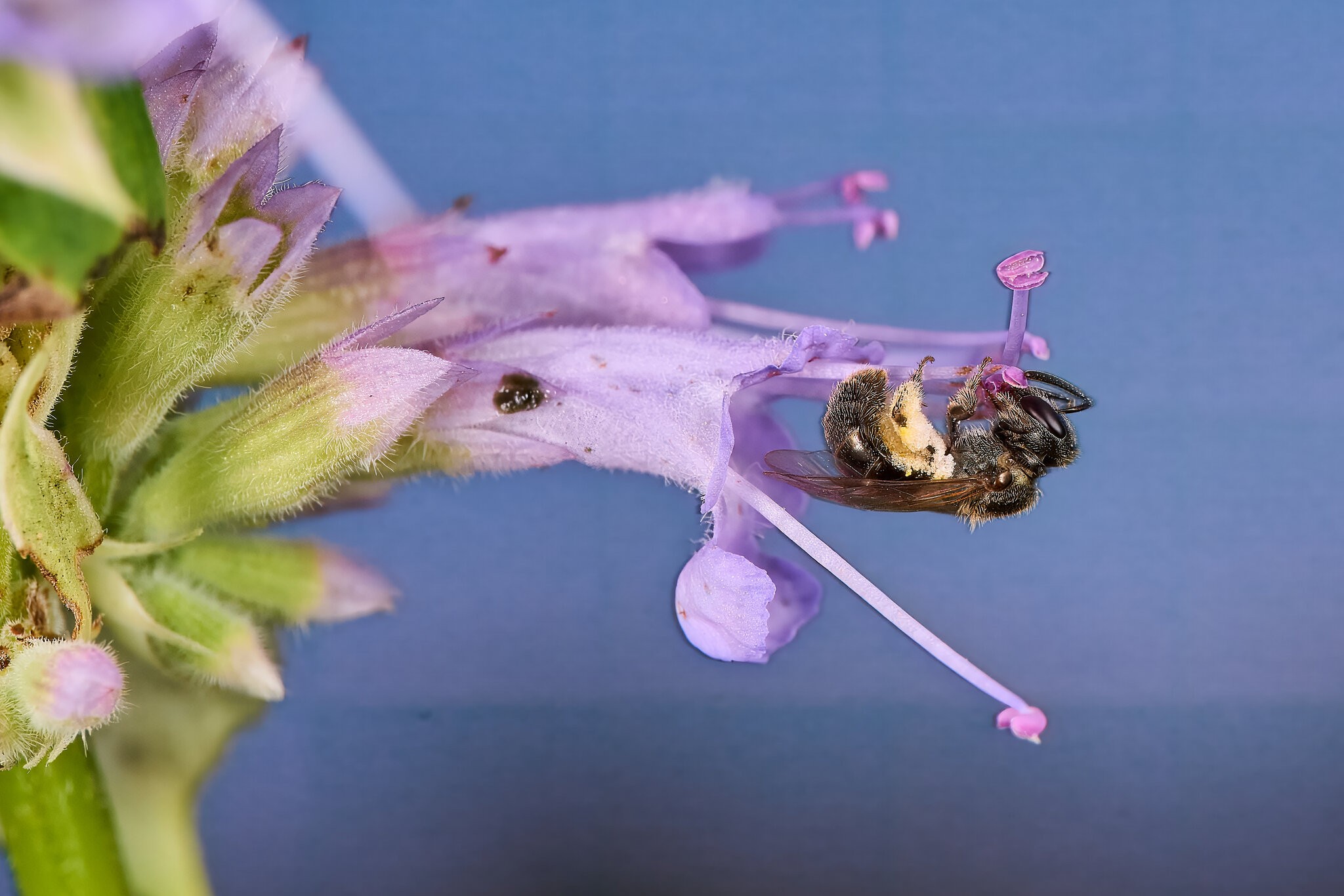 Bristle Sweat Bee - BCSP - 07122026 - 01 - rDN.jpg