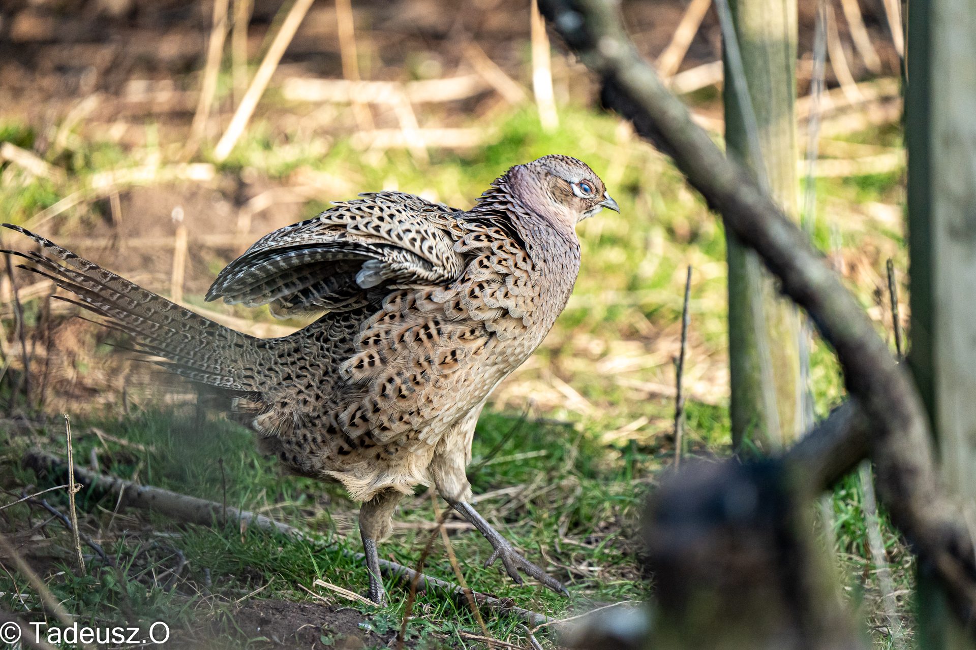 Brockholes-101.jpg