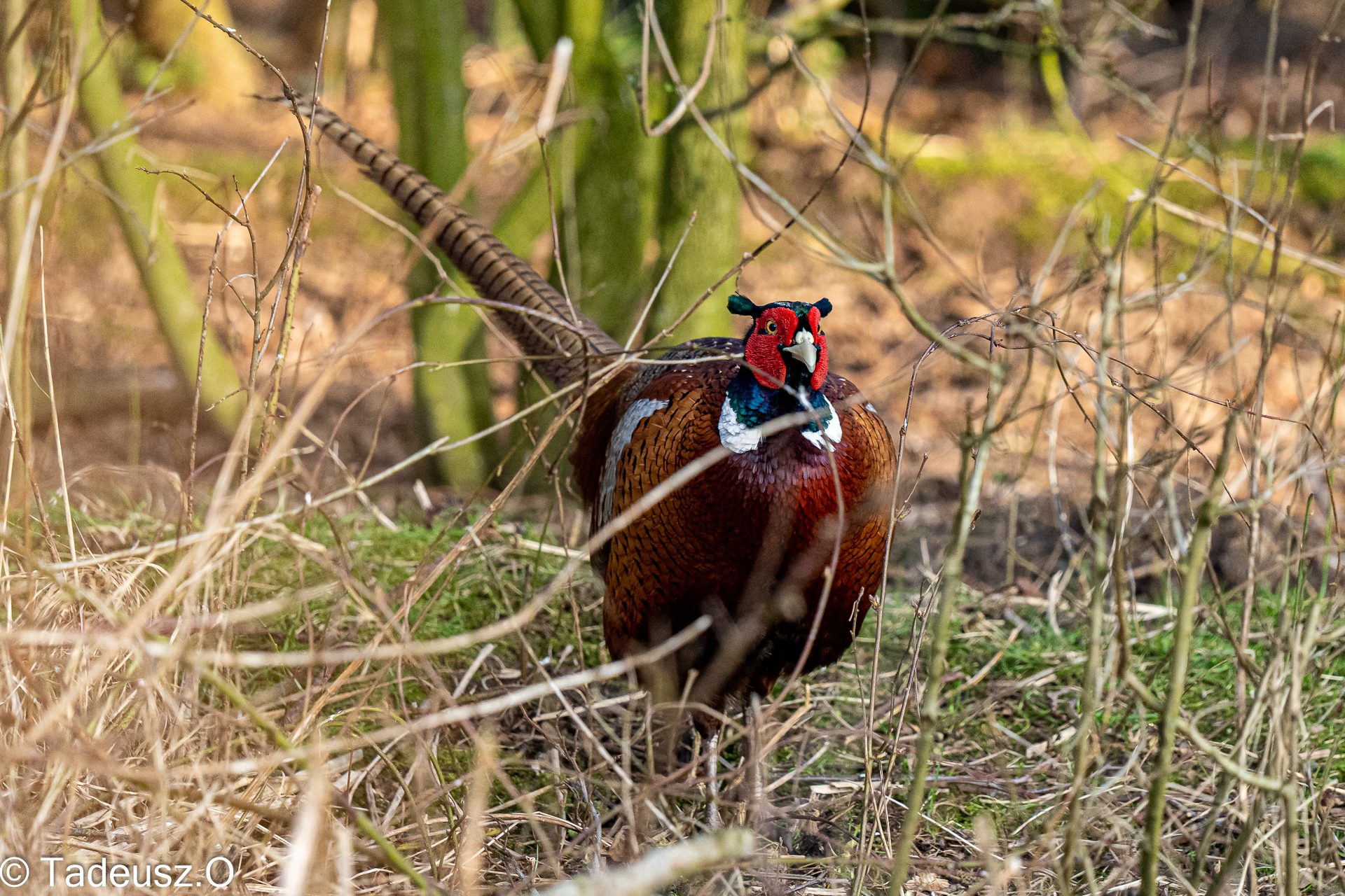 Brockholes-140.jpg