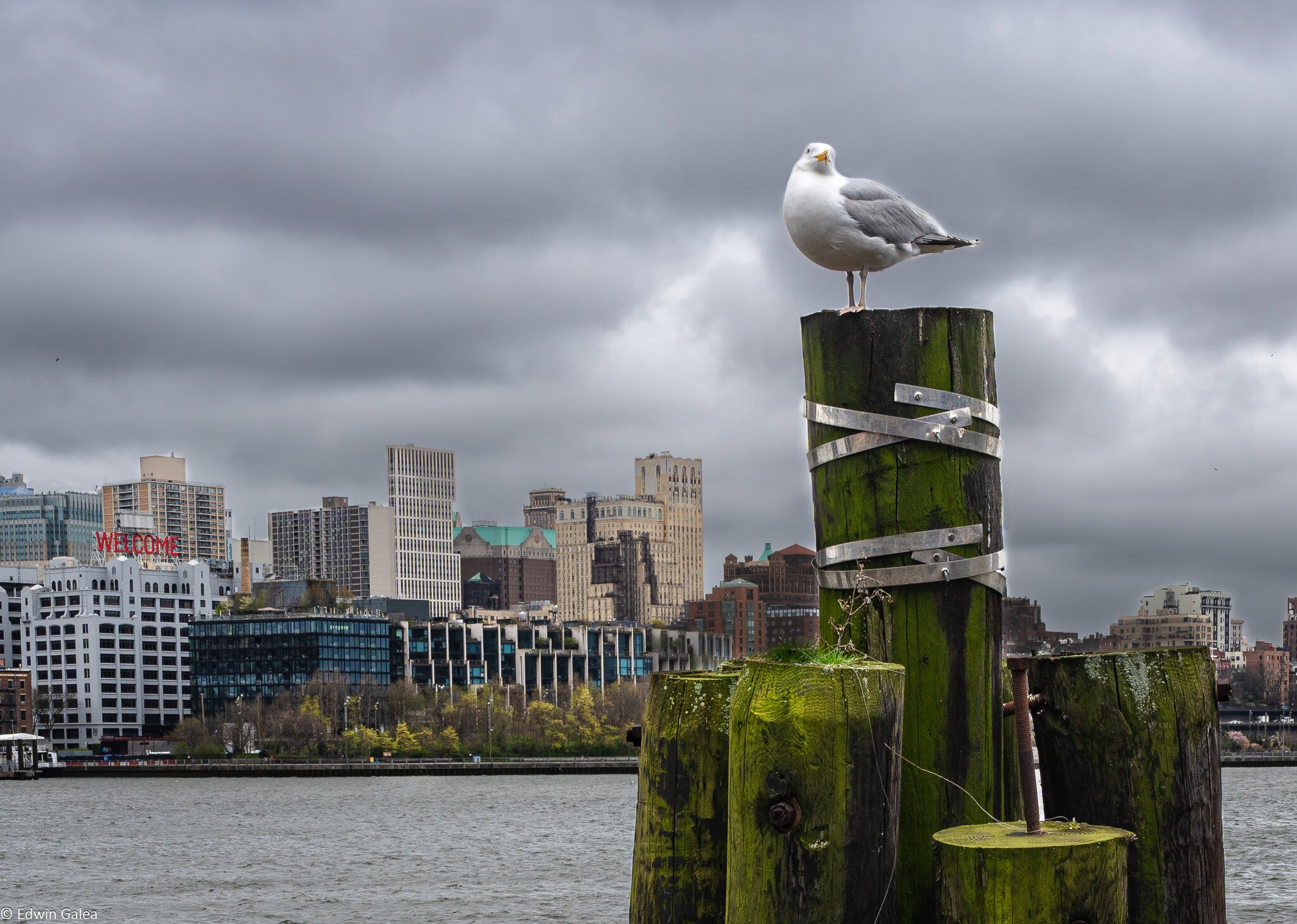 brooklyn bridge seagull-10.jpg