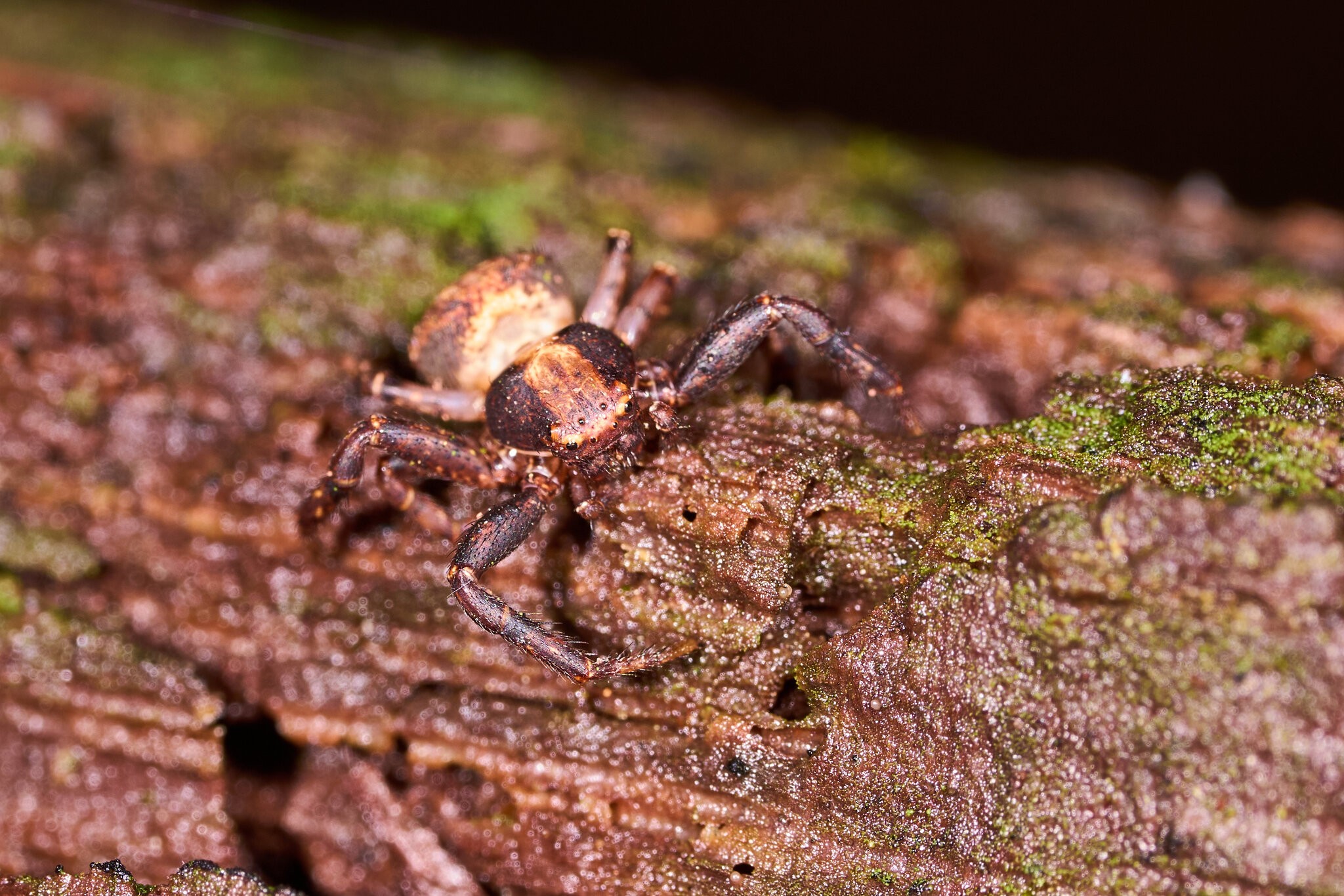 Brotherly Ground Crab Spider - Arden Woods - 08092026 - 02.jpg