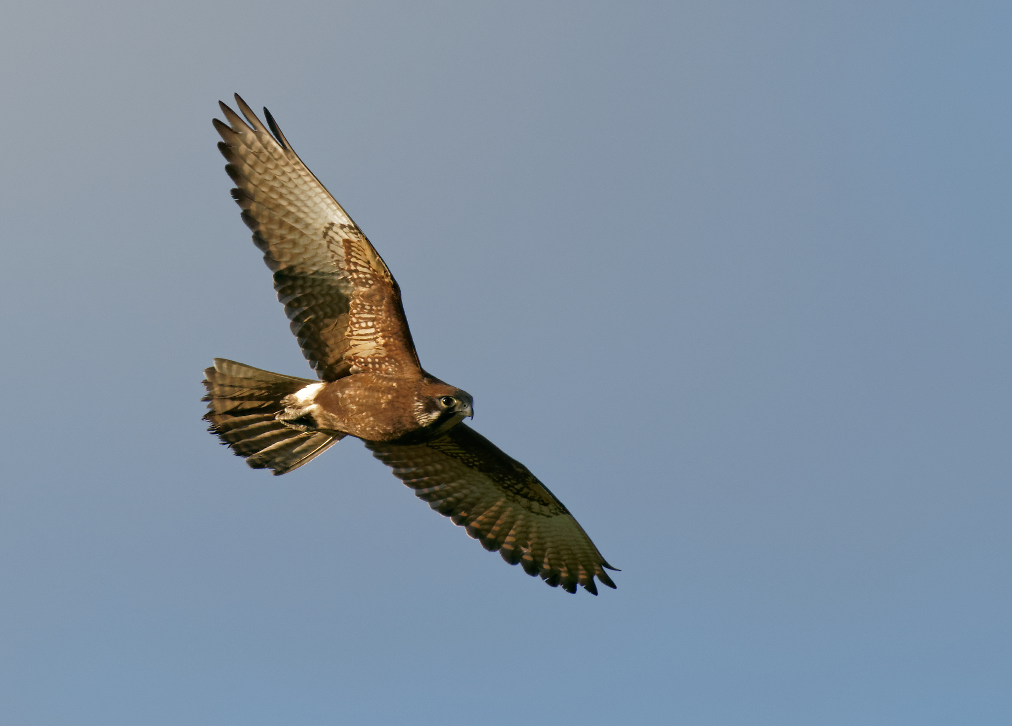 Brown Falcon dark morph IF (10).jpg