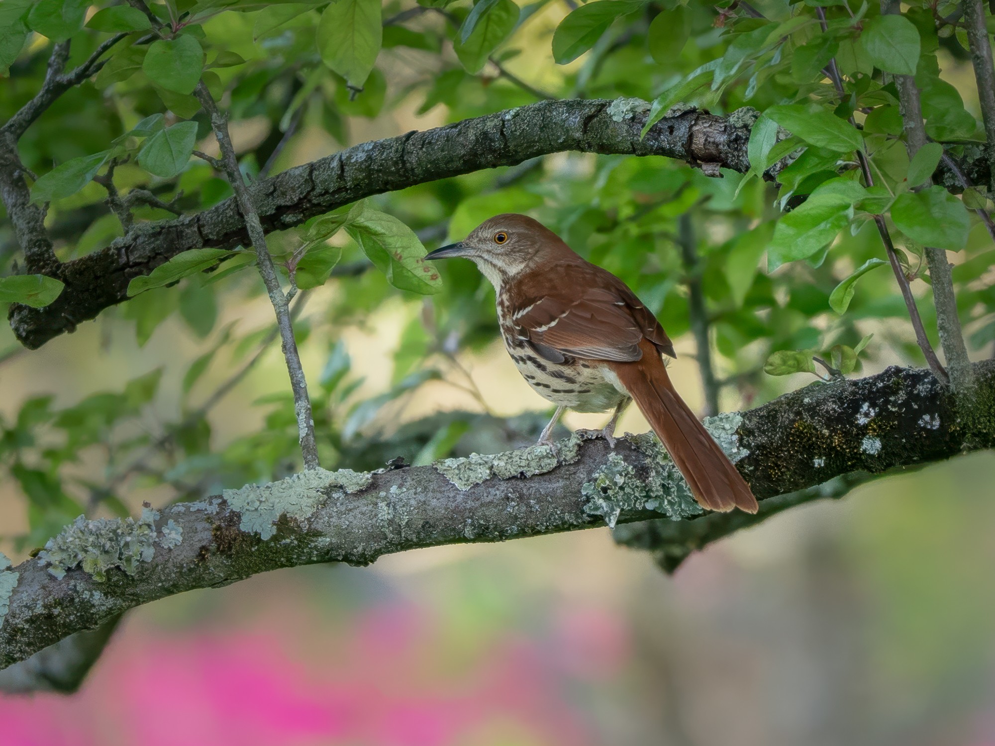 Brown Thrasher.jpg