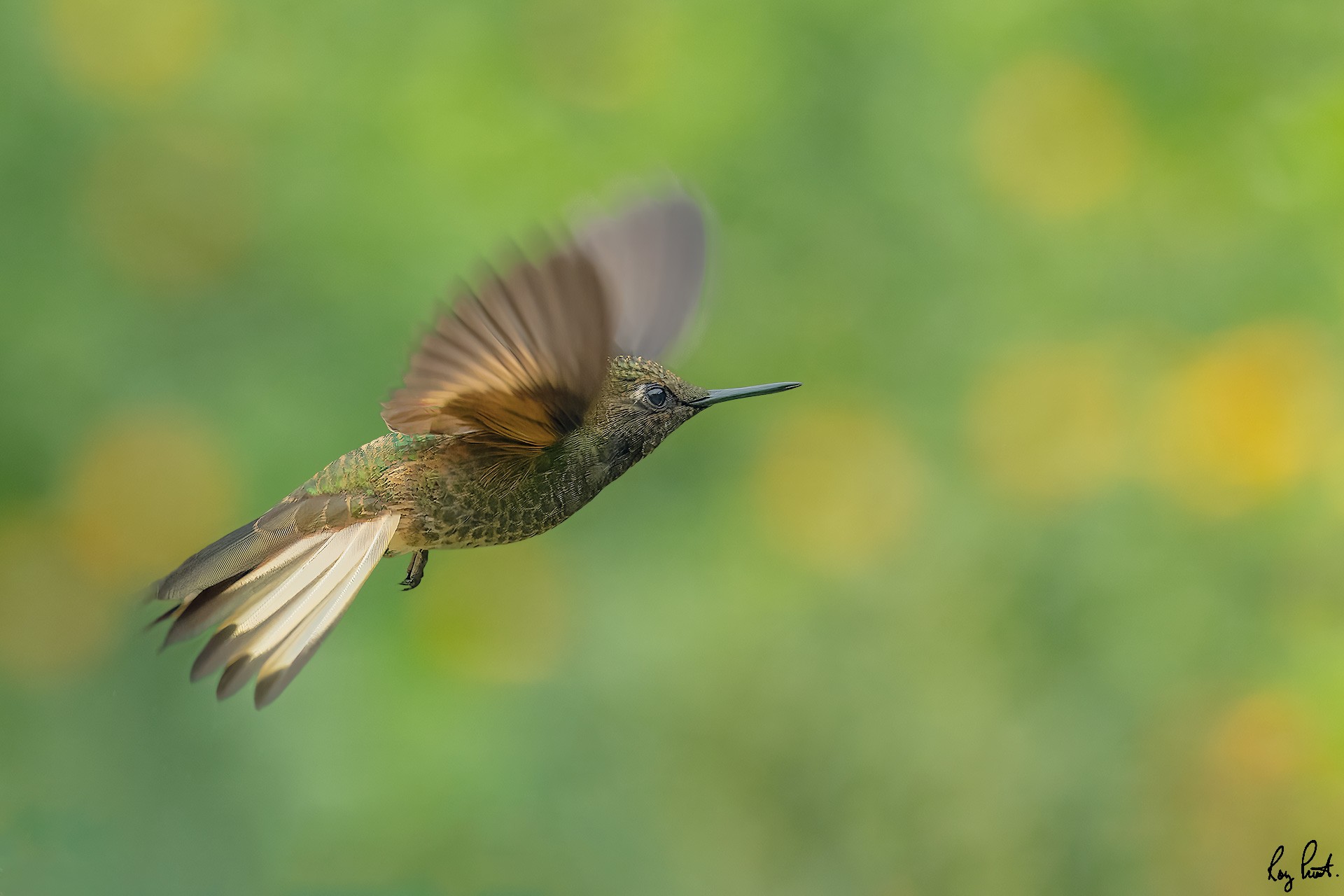 Buff-tailed-Coronet_DSC5294-Edit.jpg