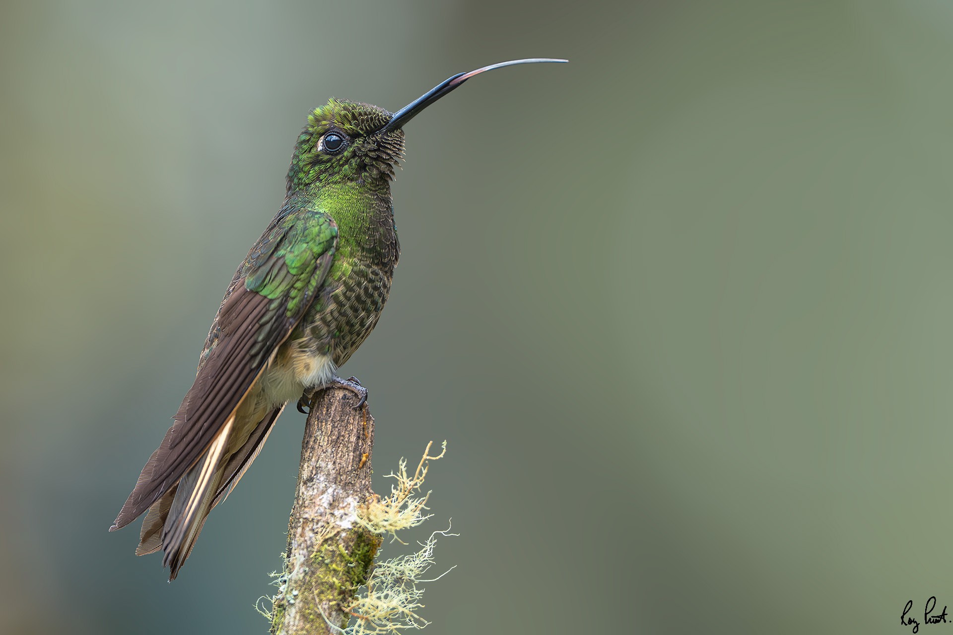 Buff-tailed-Coronet_DSC5923-Edit.jpg