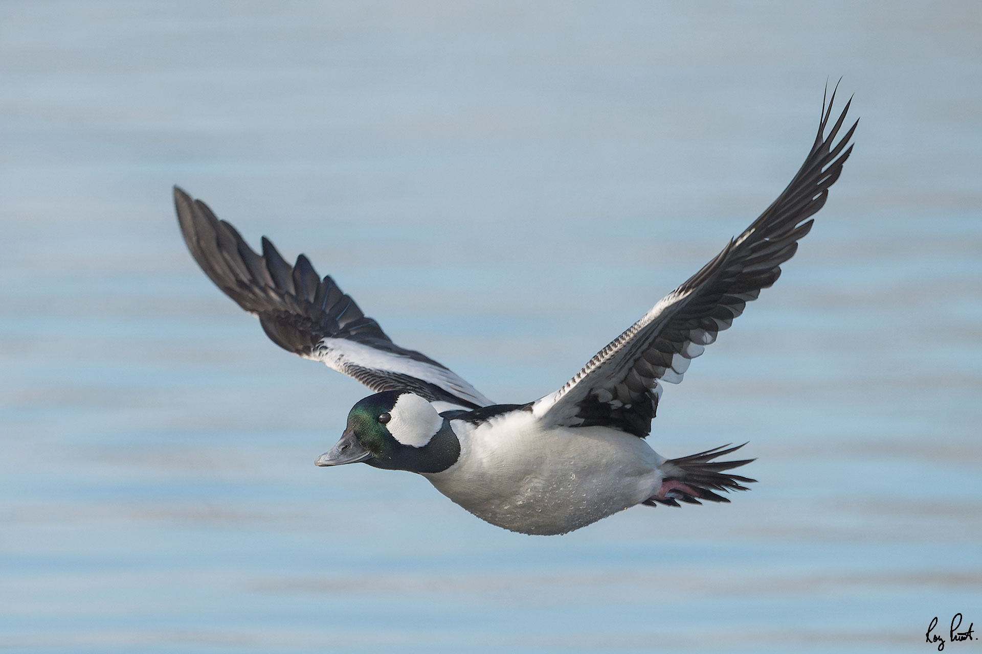 Bufflehead-3-35.jpg