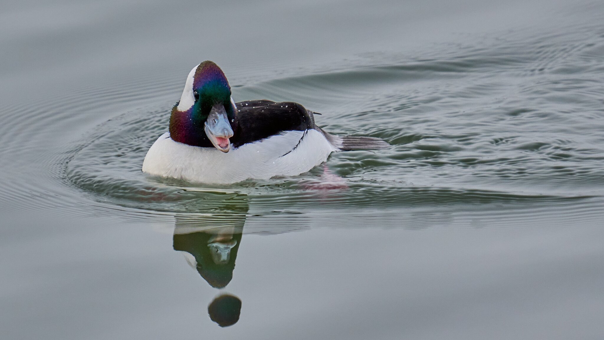 Bufflehead - Forsythe NWR - 02162026 - 13 - DN.jpg