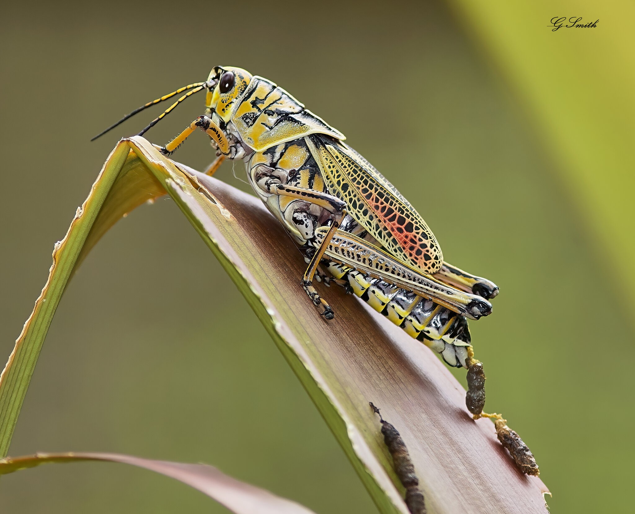 bug (2).jpg
