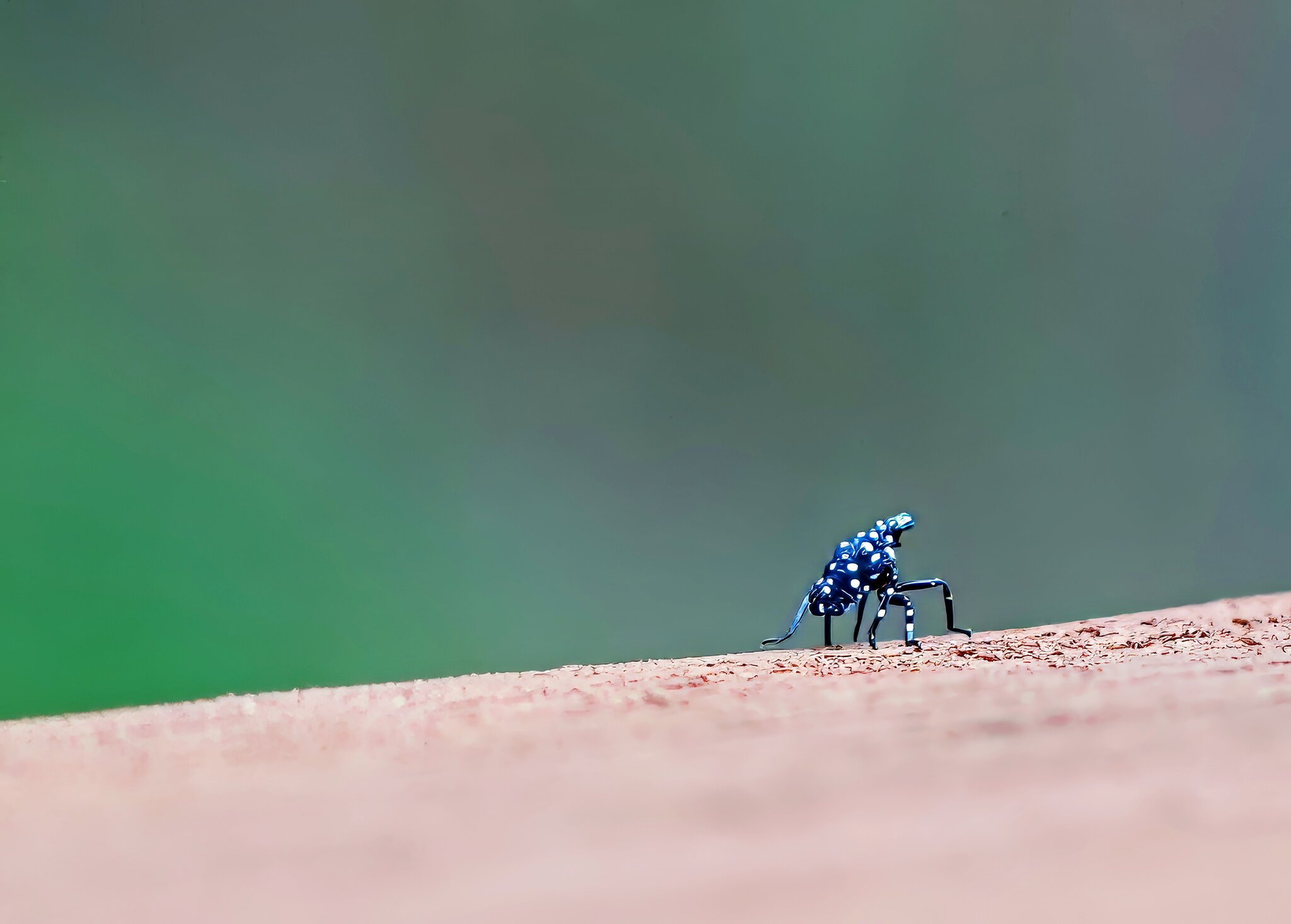 Bug2 Final.jpg