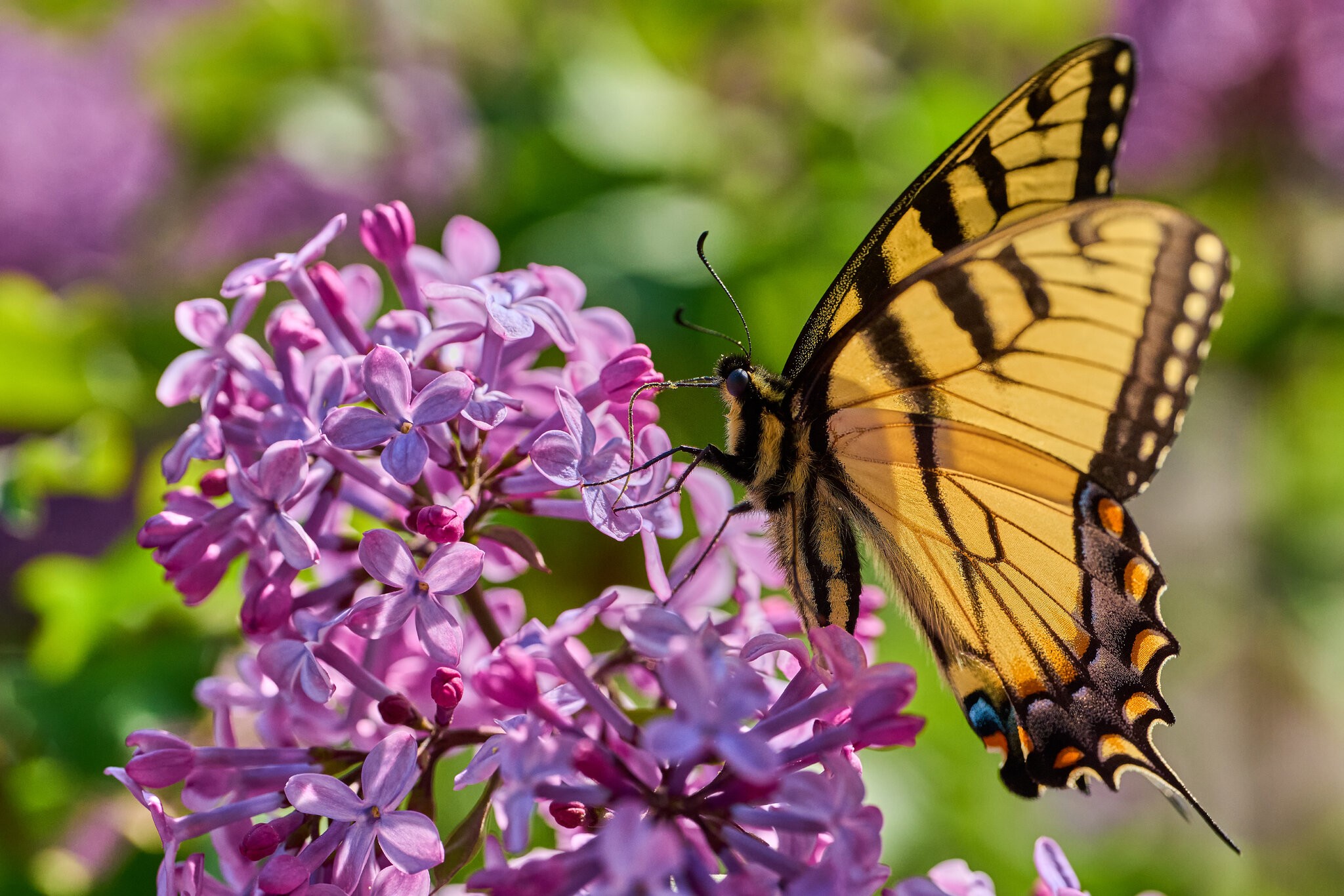 Butterfly 2 - rDN.jpg