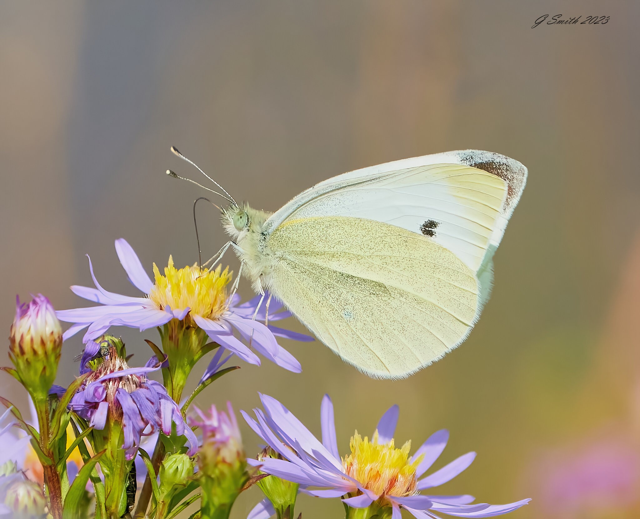 butterfly 2023 11.jpg