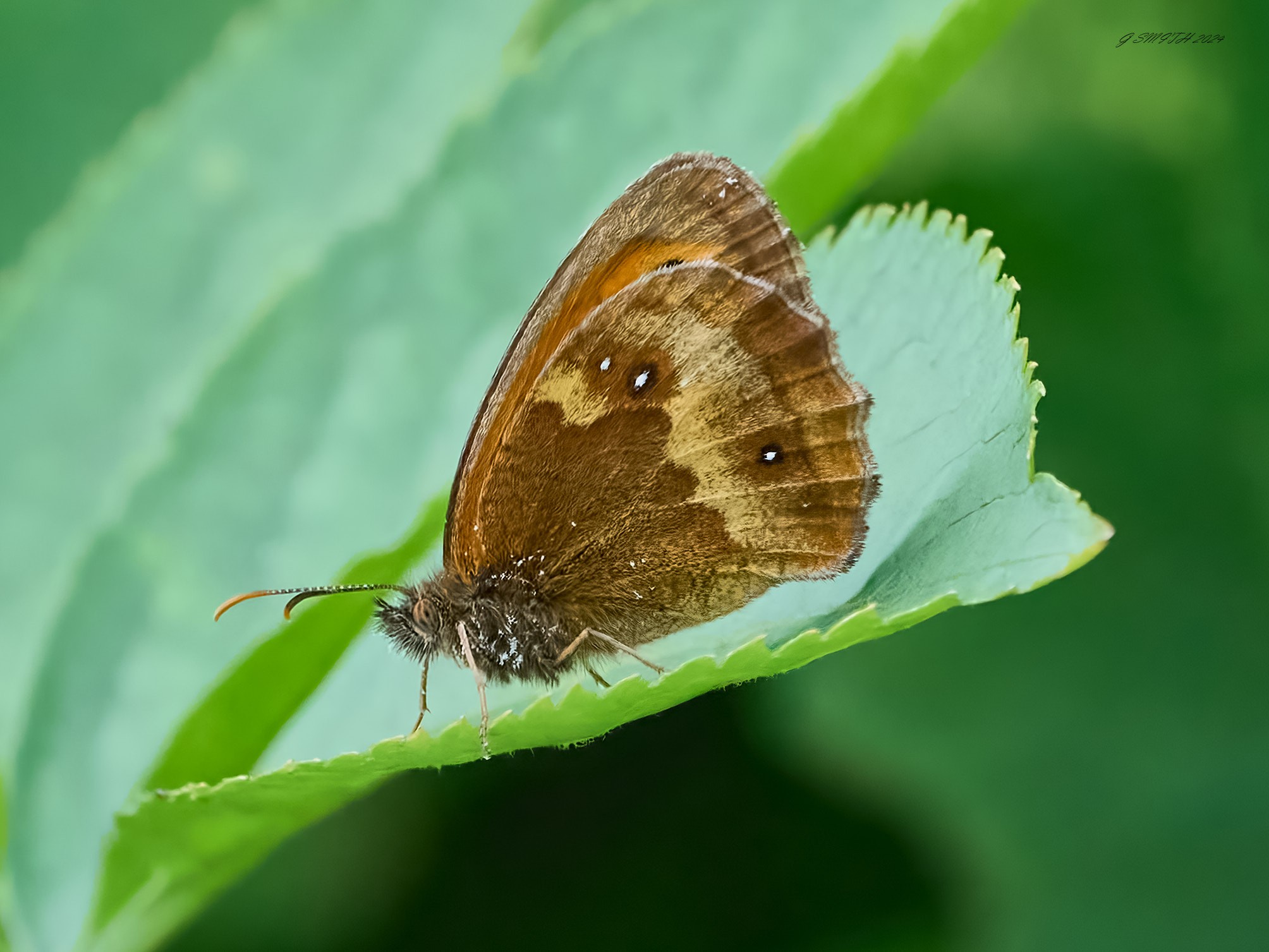butterfly 2024 11.jpg