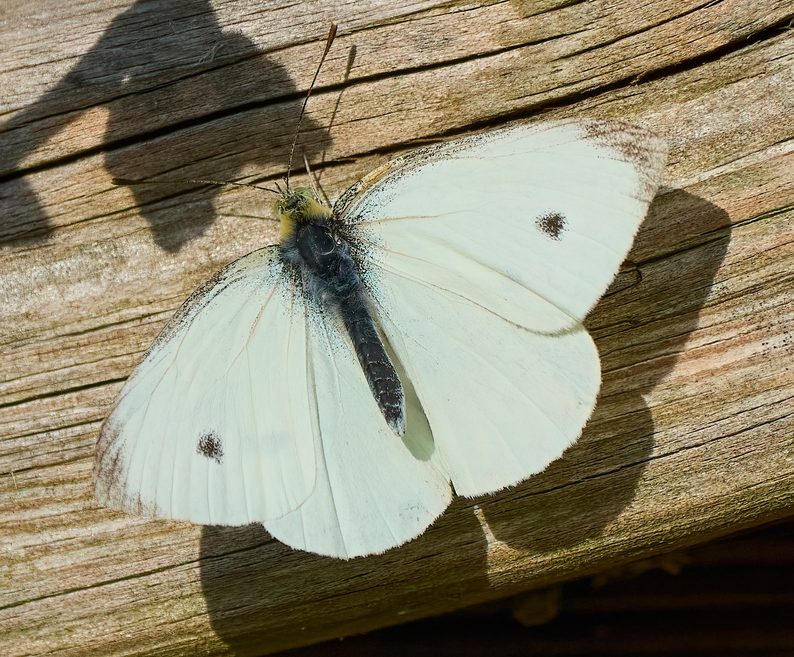 butterfly 2024 19.jpg