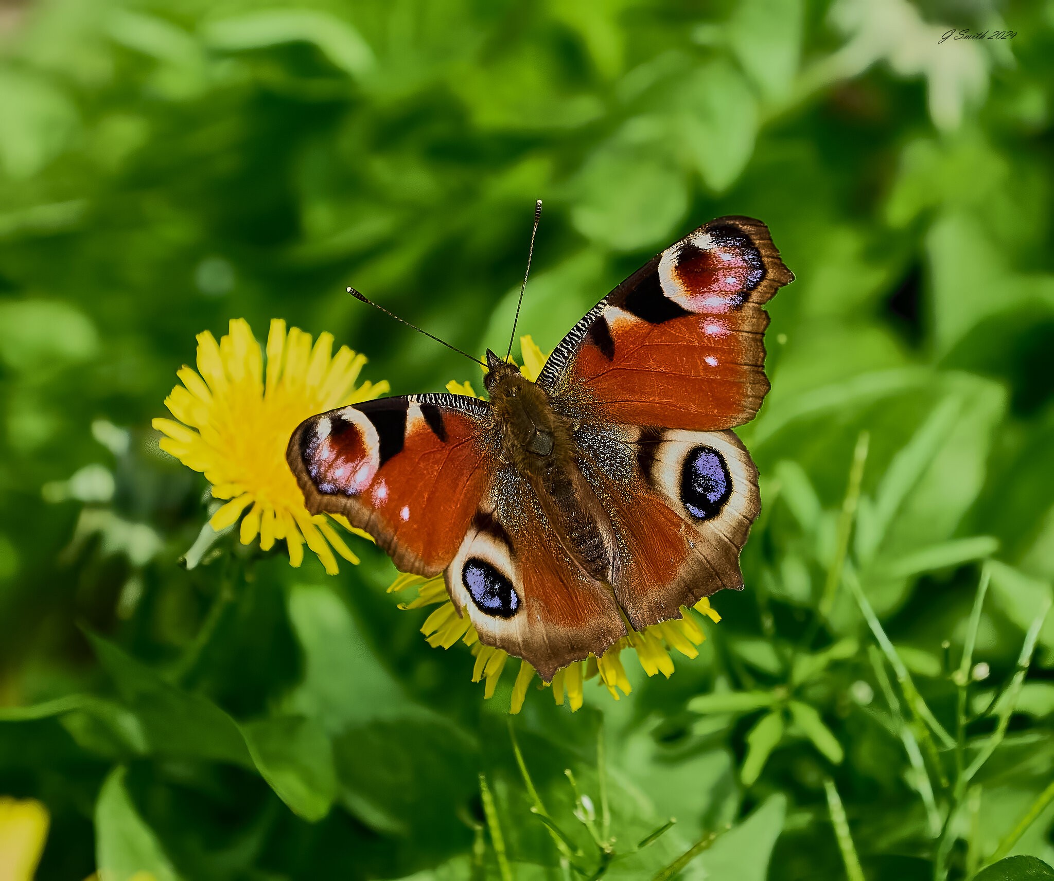 butterfly 2024 5.jpg