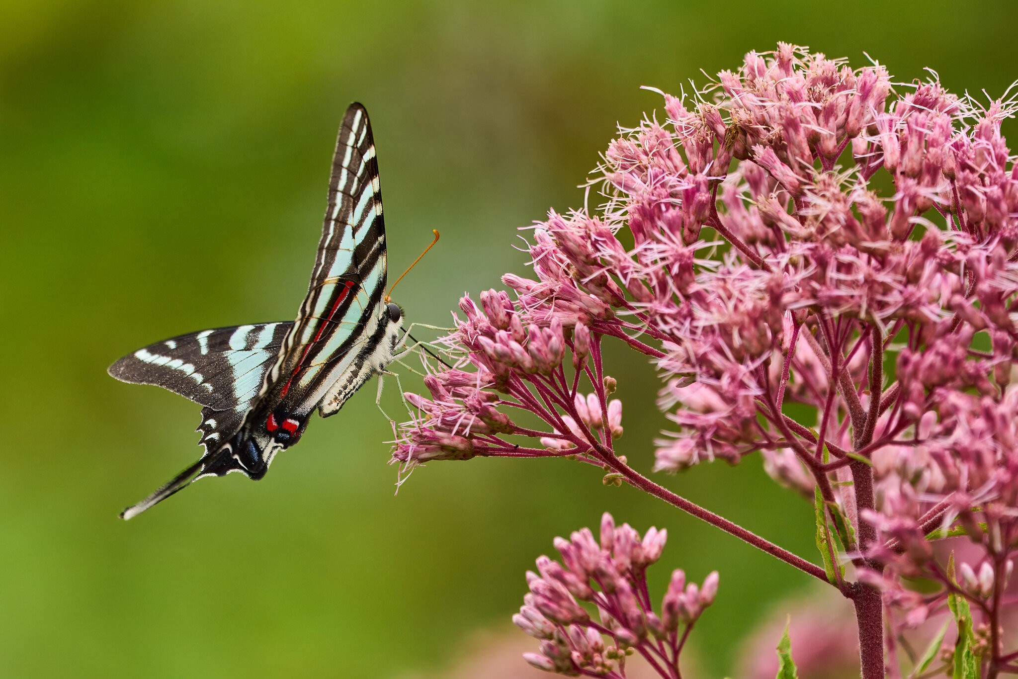 Butterfly - Eastern Neck - 08152020 - 02- DN.jpg