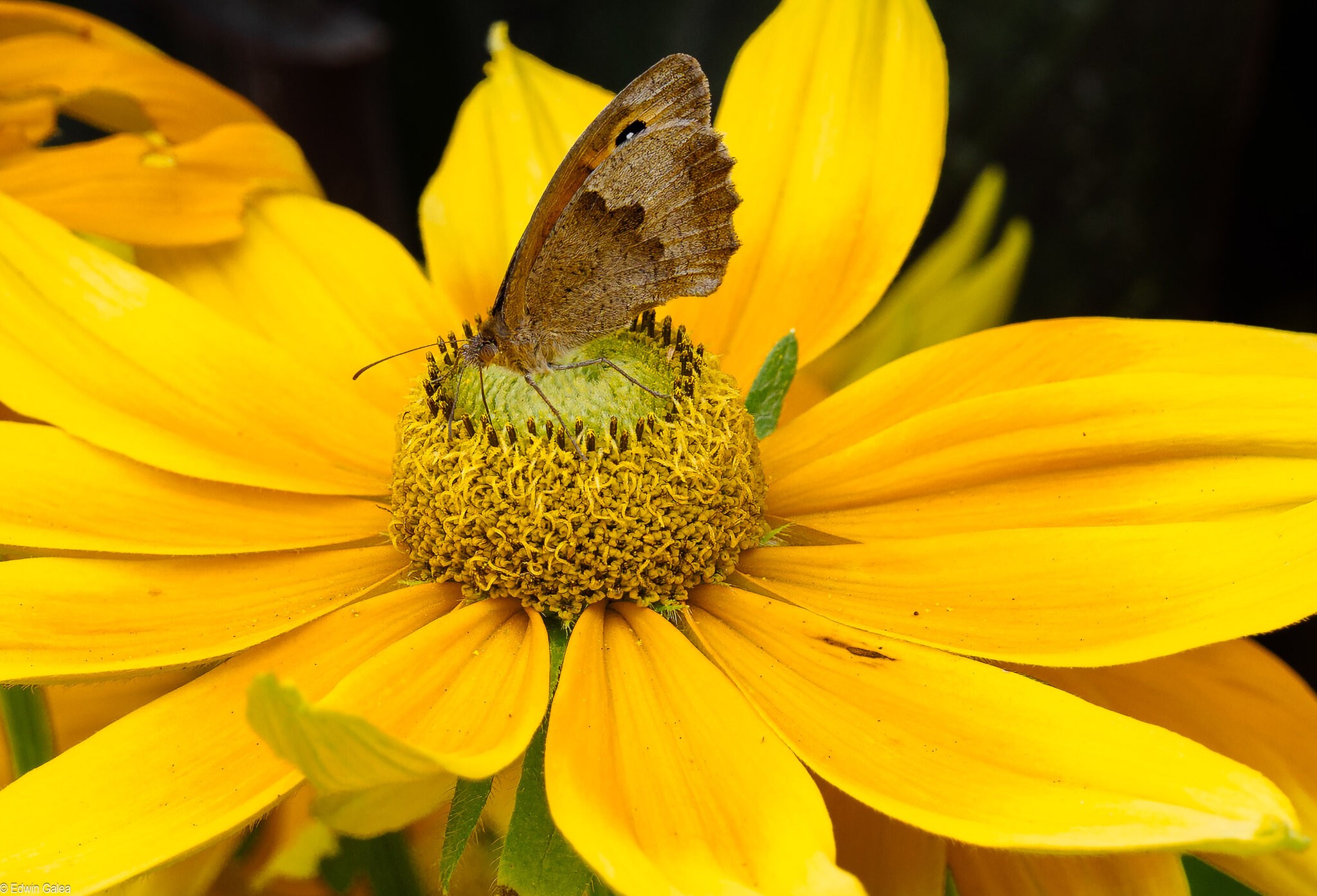 butterfly in Greenwich-7.jpg