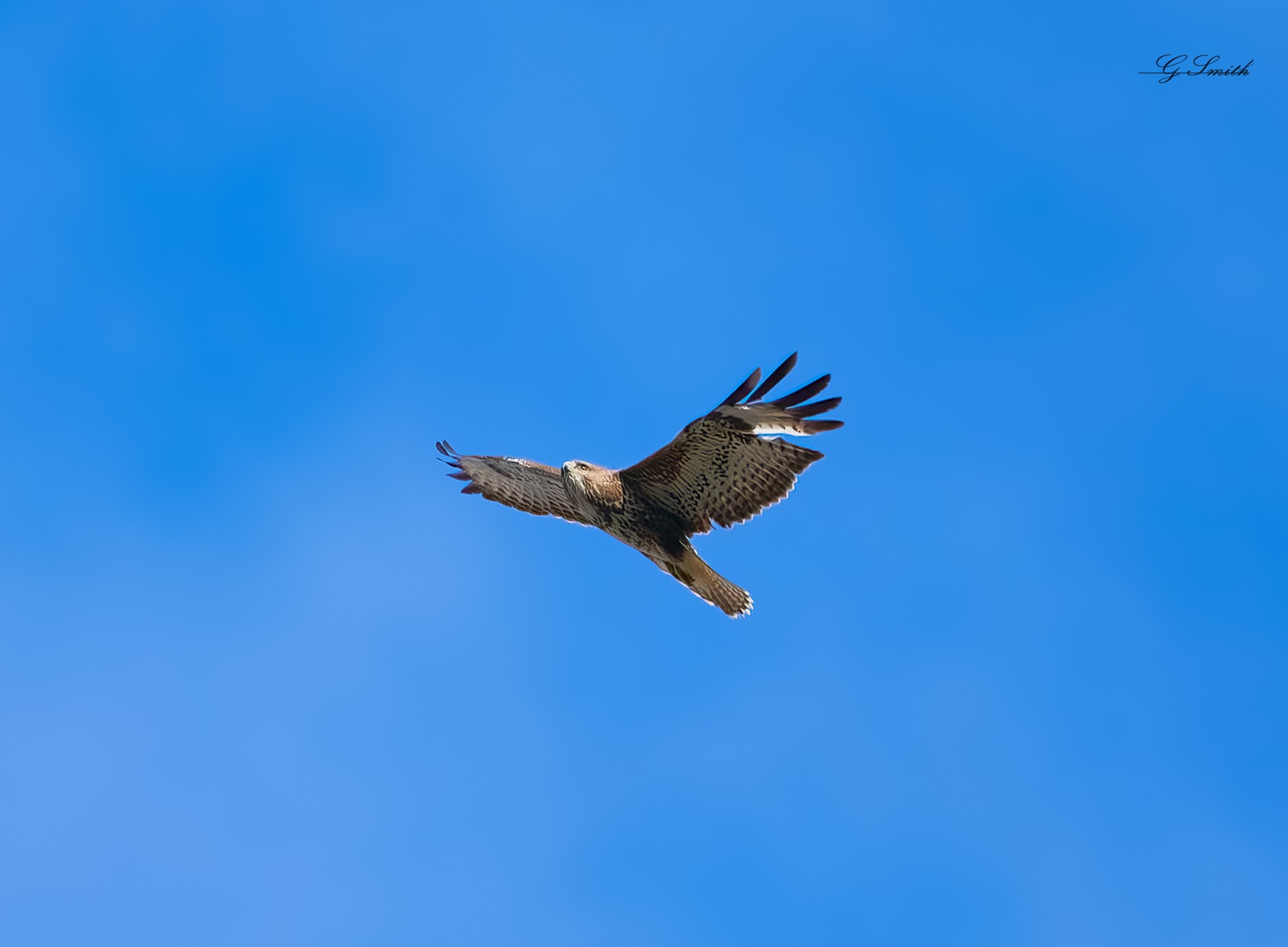 buzzard 2022 3.jpg