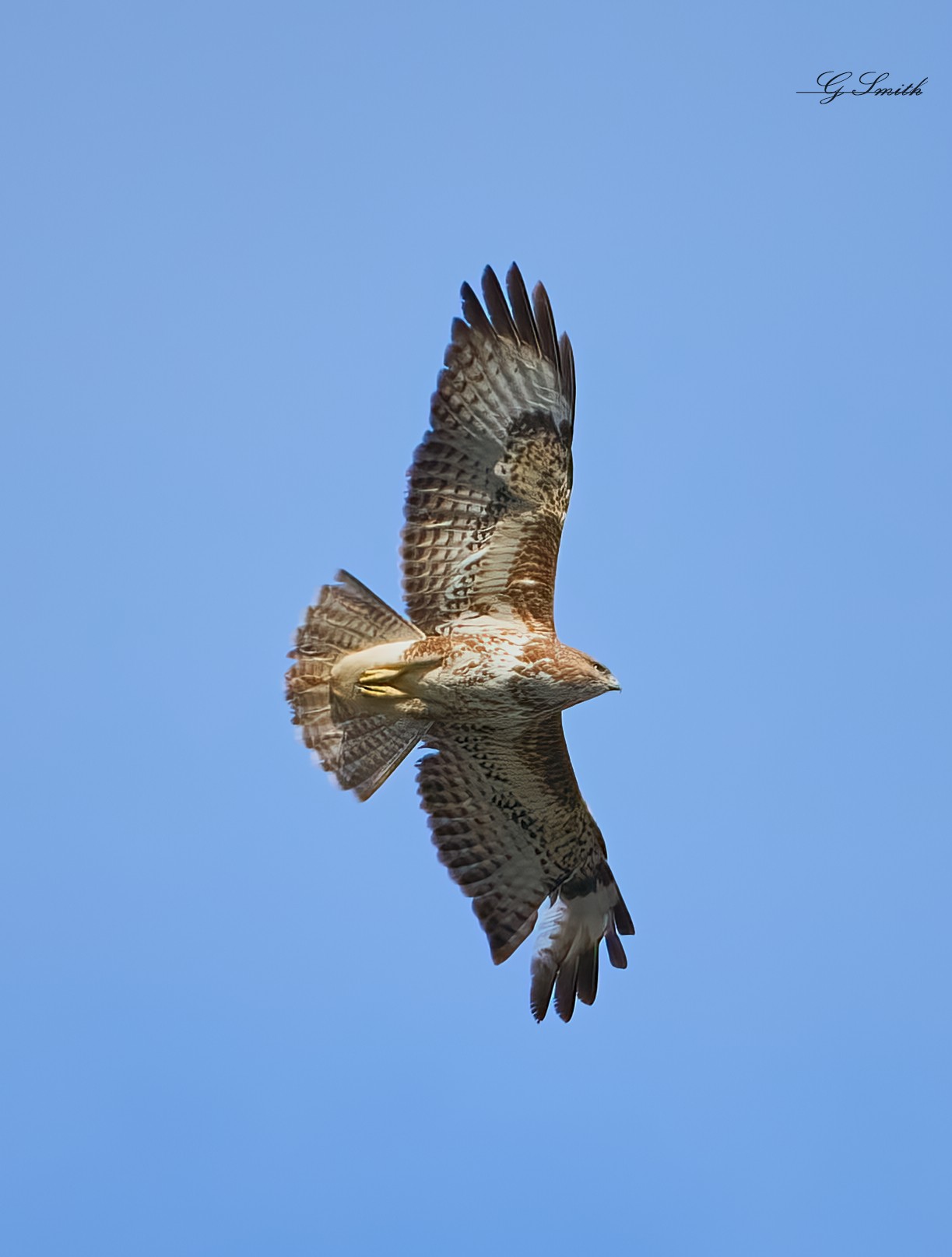 buzzard 2022 4.jpg