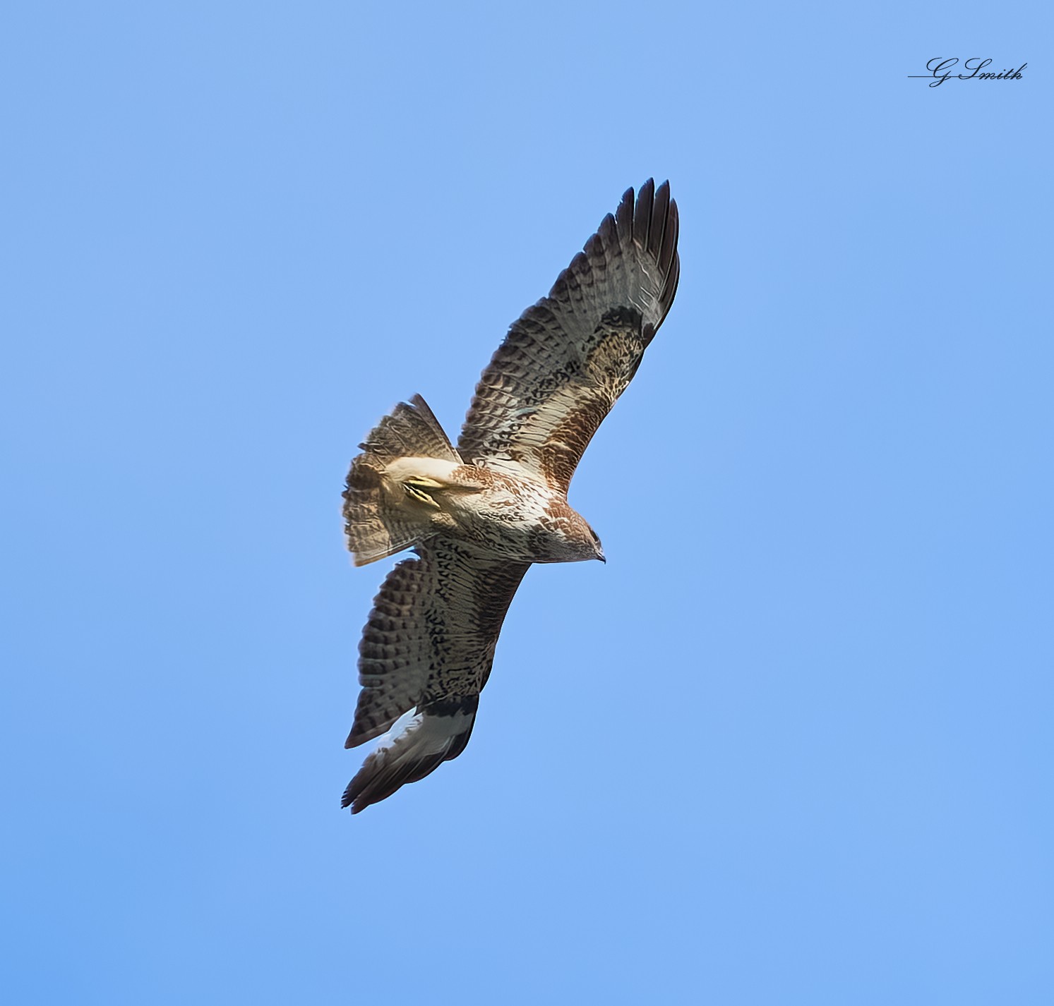 buzzard 2022 7.jpg