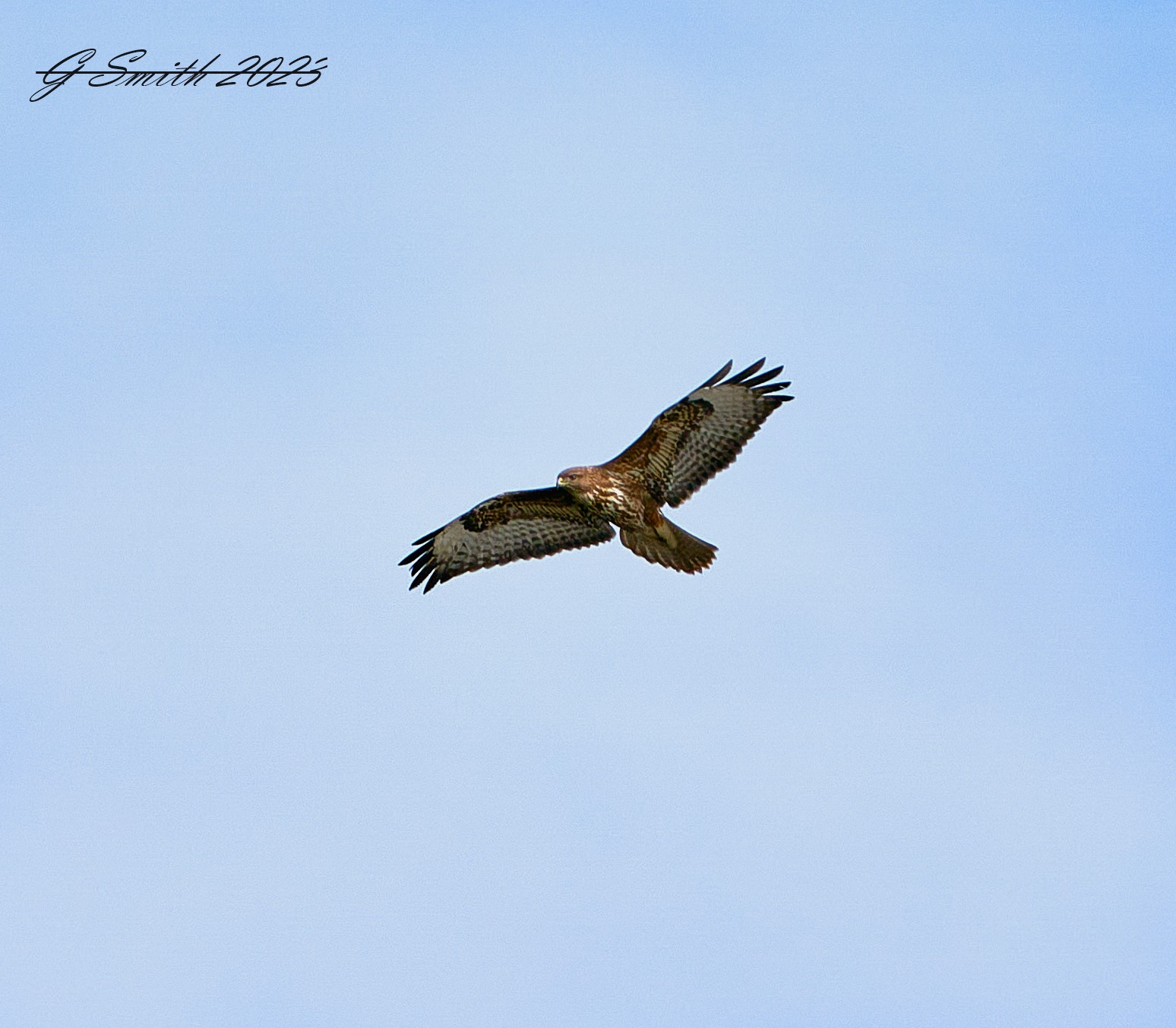   buzzard 2023  3.jpg