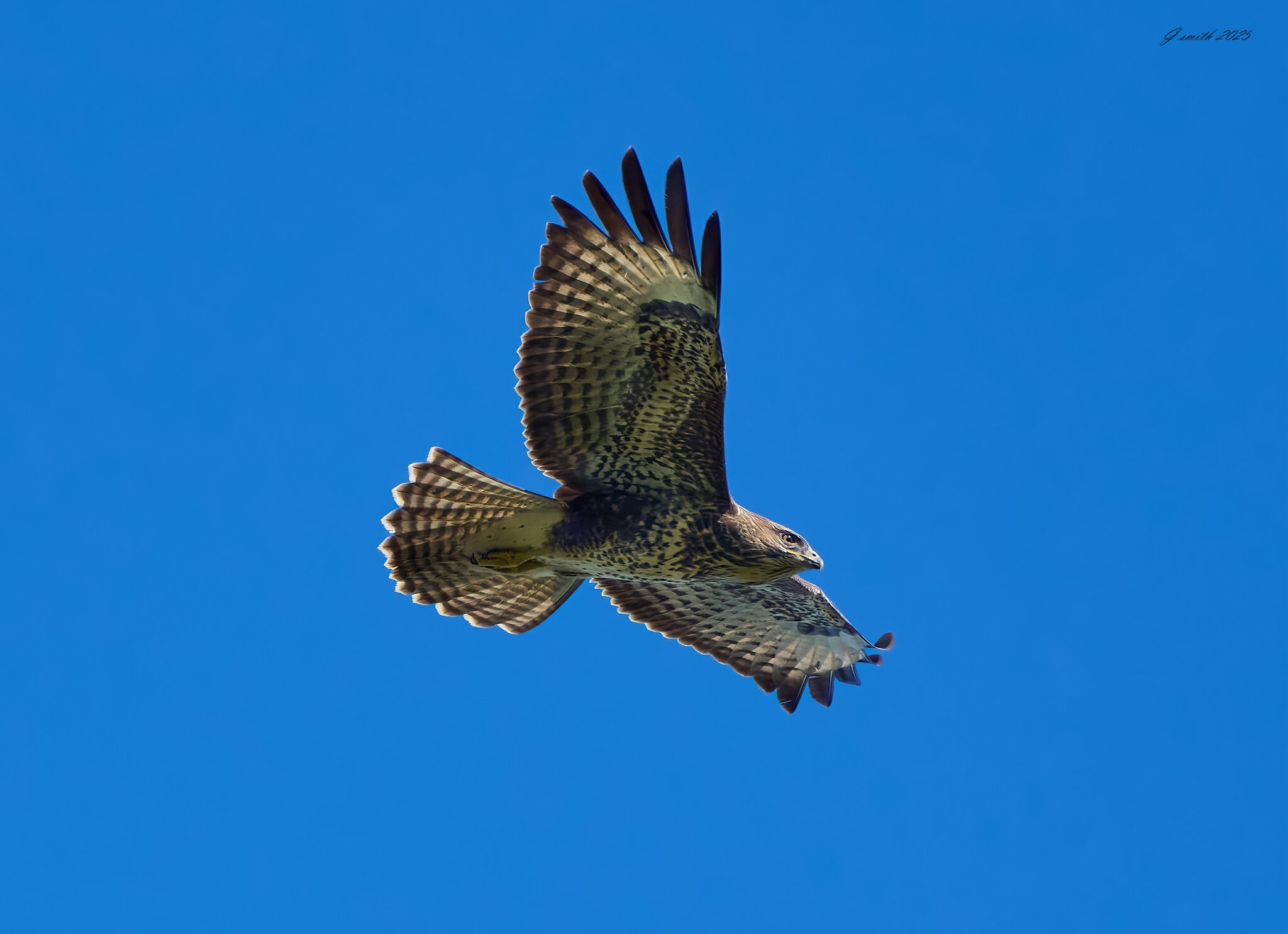 buzzard 2025 19.jpg