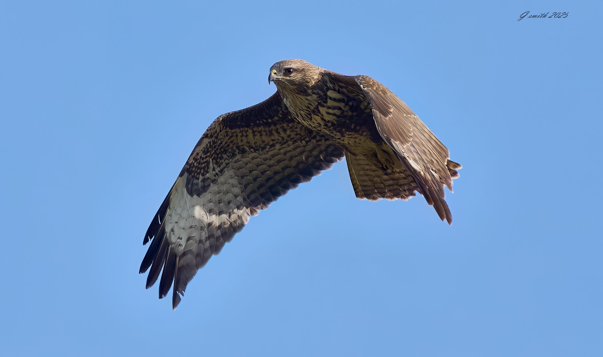buzzard 2025 29.jpg