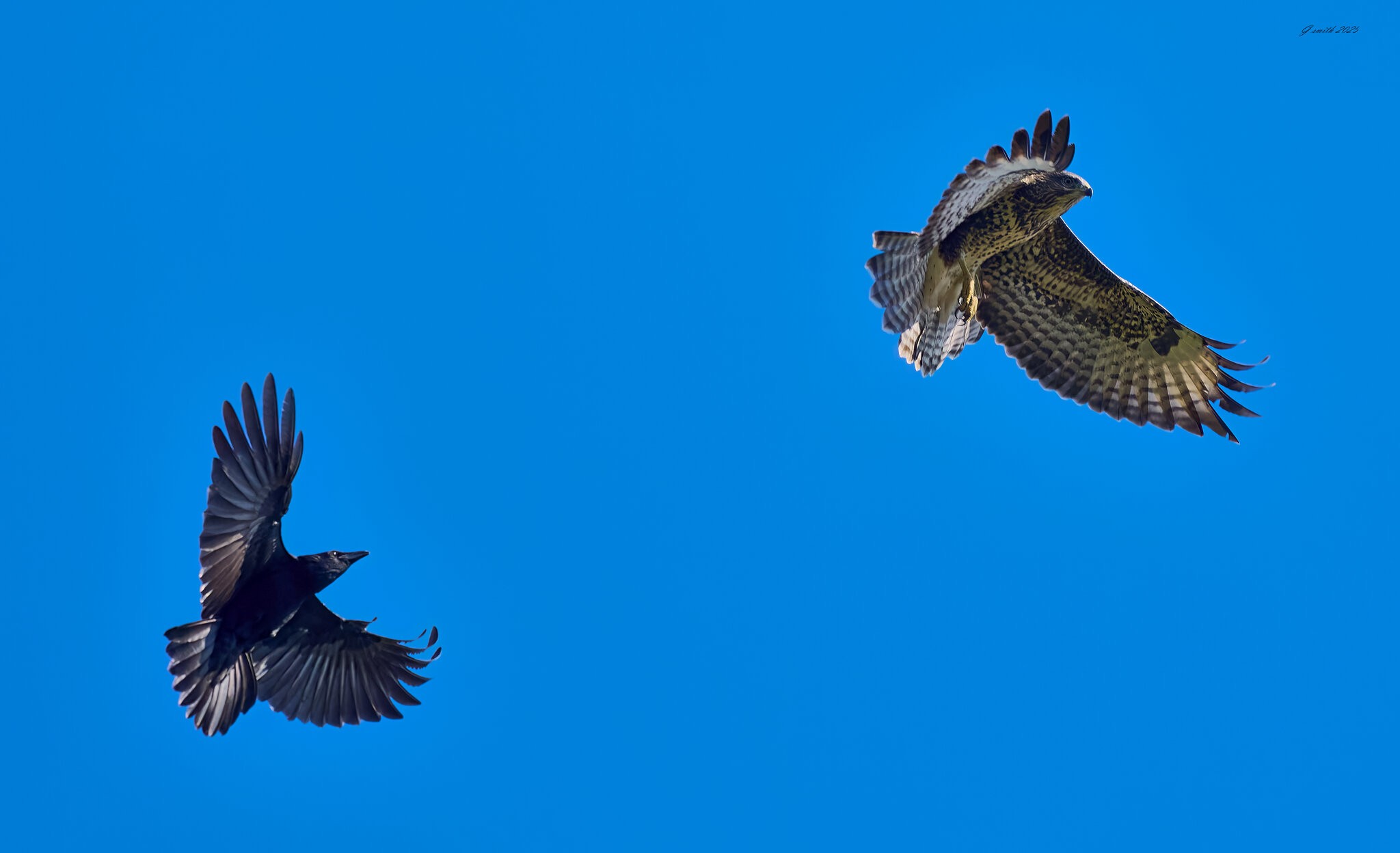 buzzard 2025_21.jpg