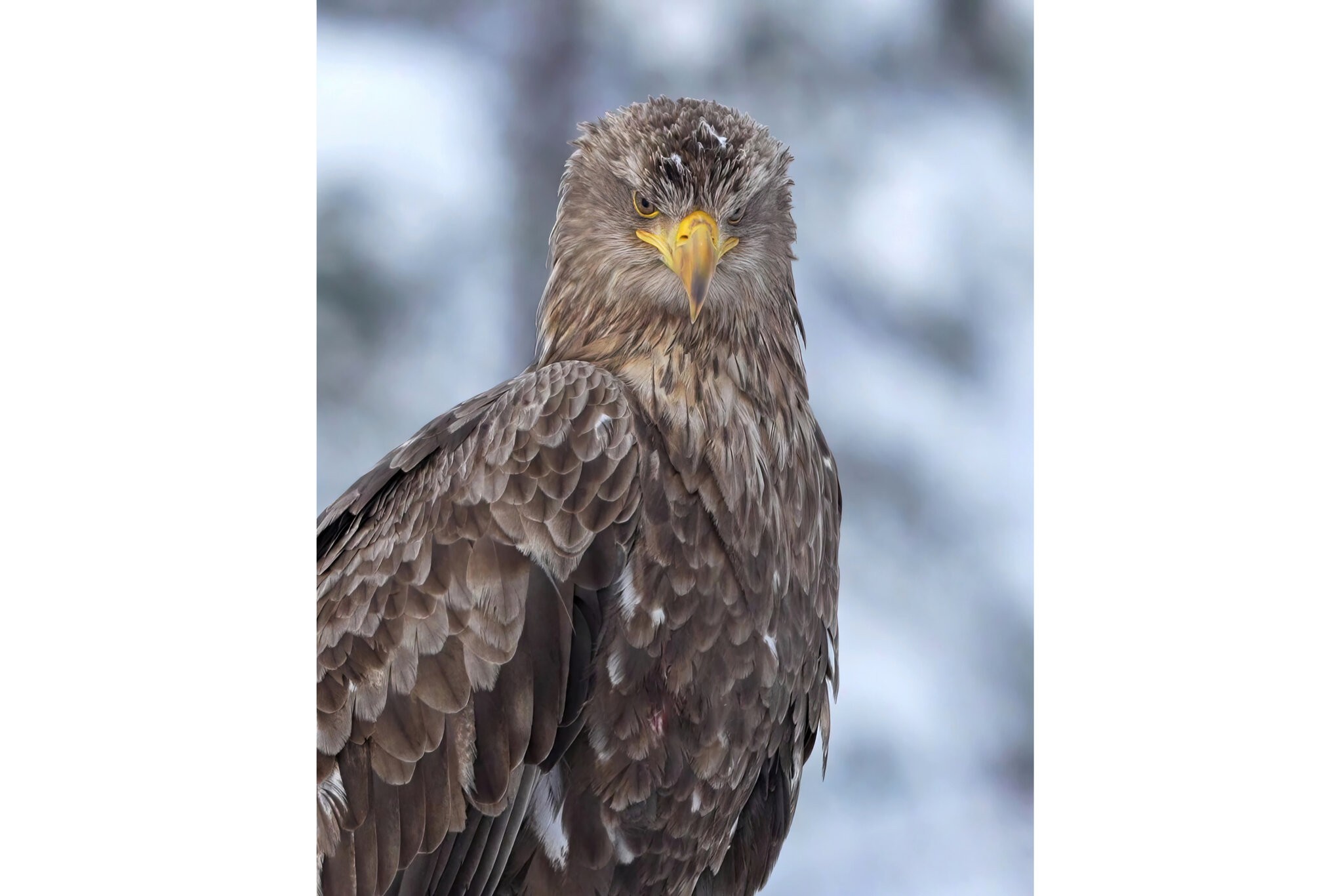 C0071 - frame at 0m5s gigapixel-art-scale-6_00x-gigapixel-standard-scale-0_50x.jpg