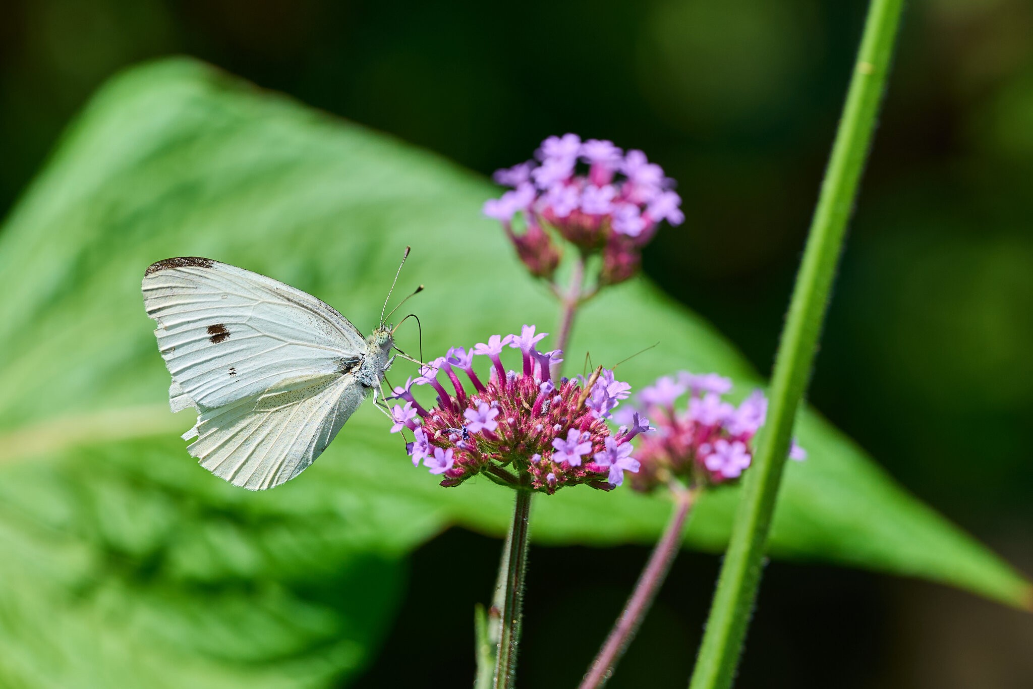 Cabbage White - Bartram's Garden - 07252026 - 03.jpg