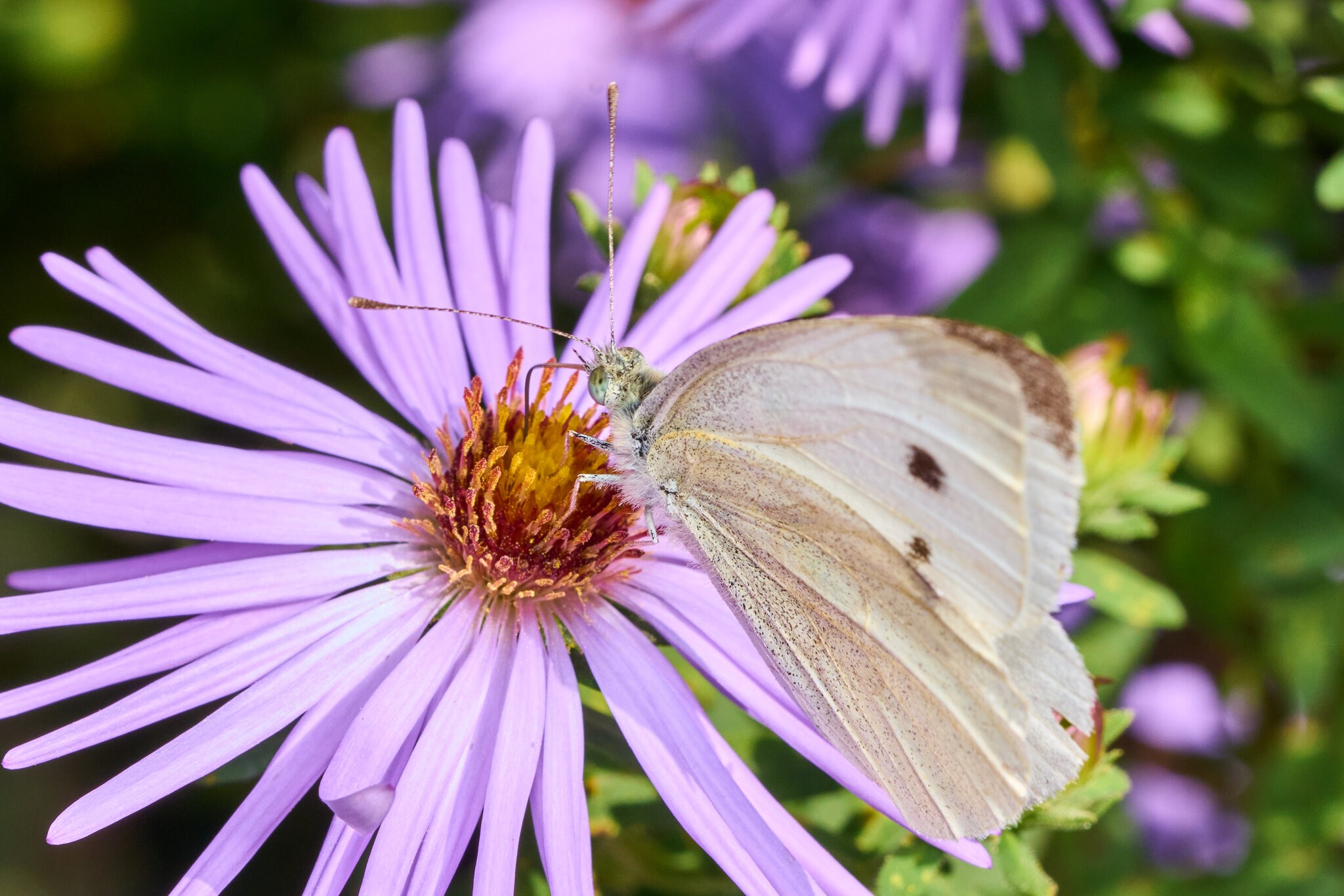 Cabbage White - Tyler Arboretum - 101042025 - 01.jpg