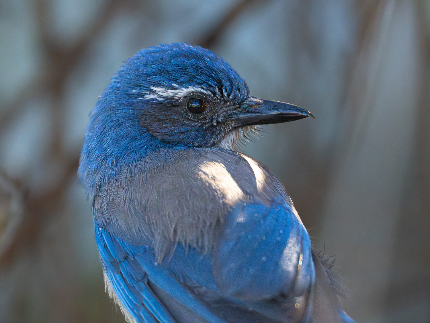 California Scrub Jay 1092-1.jpg