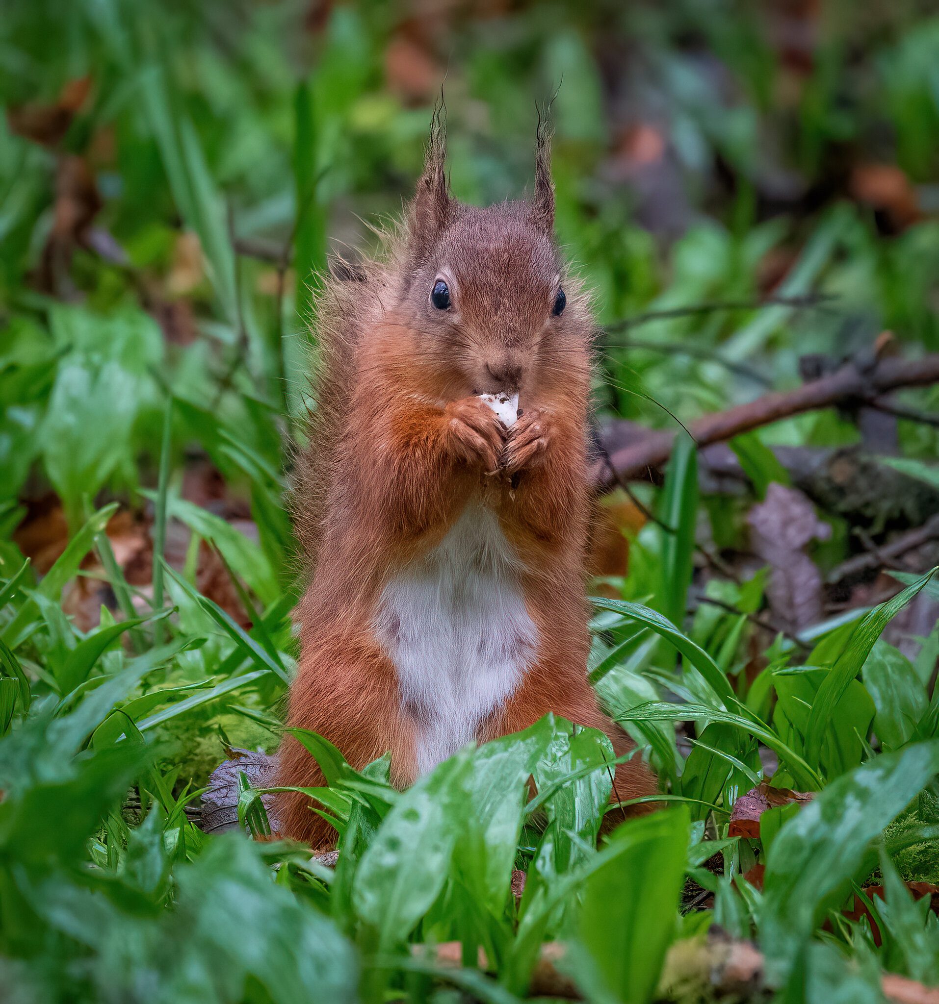 Cally Forest Red Squirrel.jpg