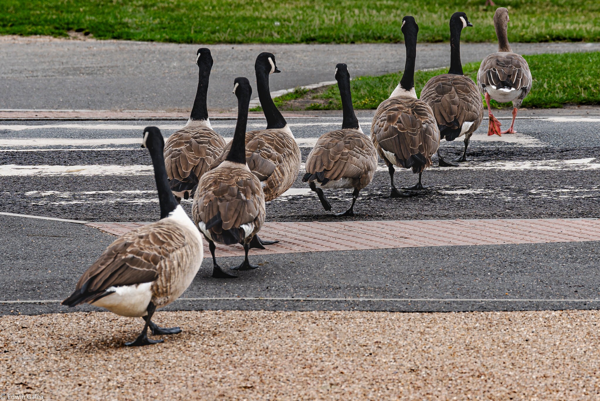 canadian_geese_crossing-2.jpg
