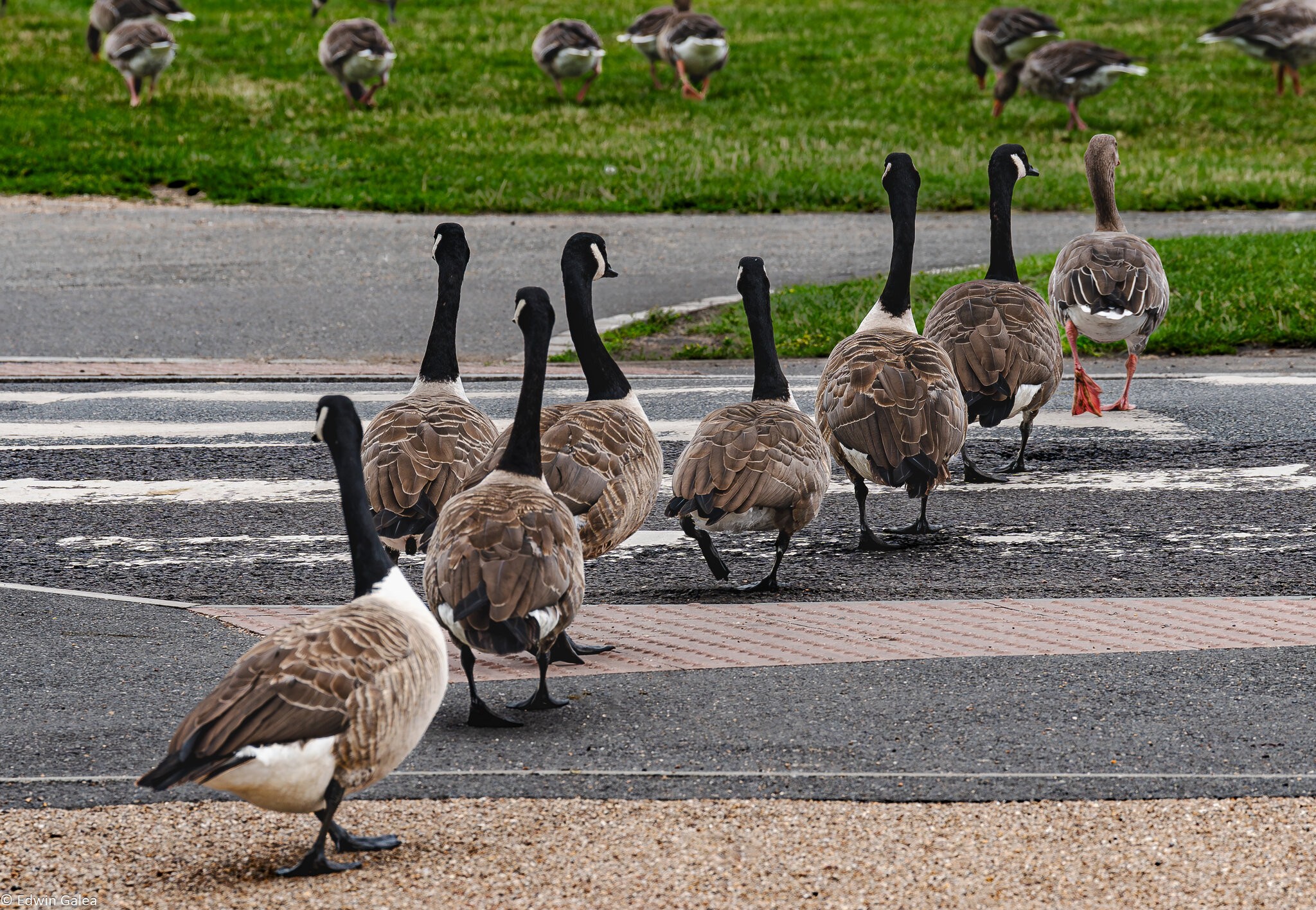 canadian_geese_crossing-3.jpg