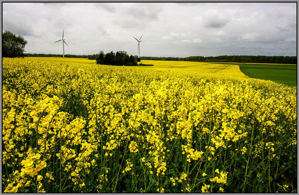 Canola .jpg