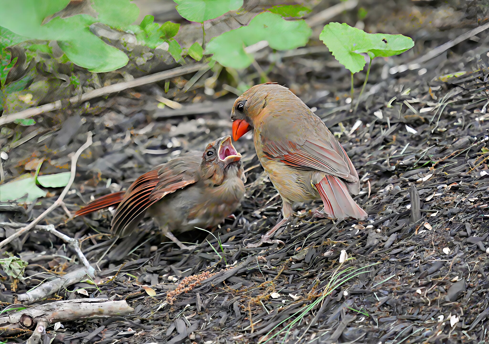 Cards Final.jpg