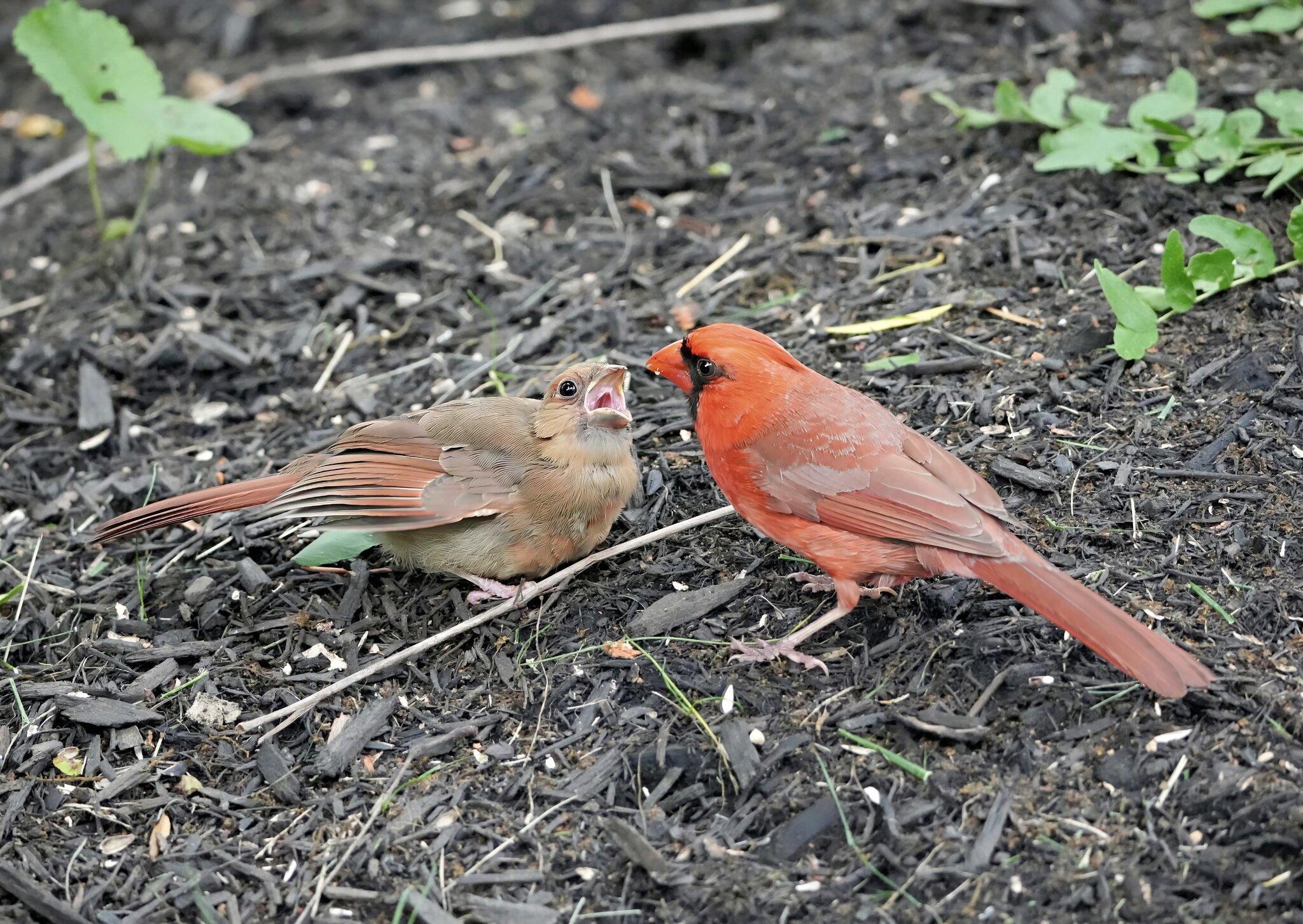 Cards5 Final.jpg