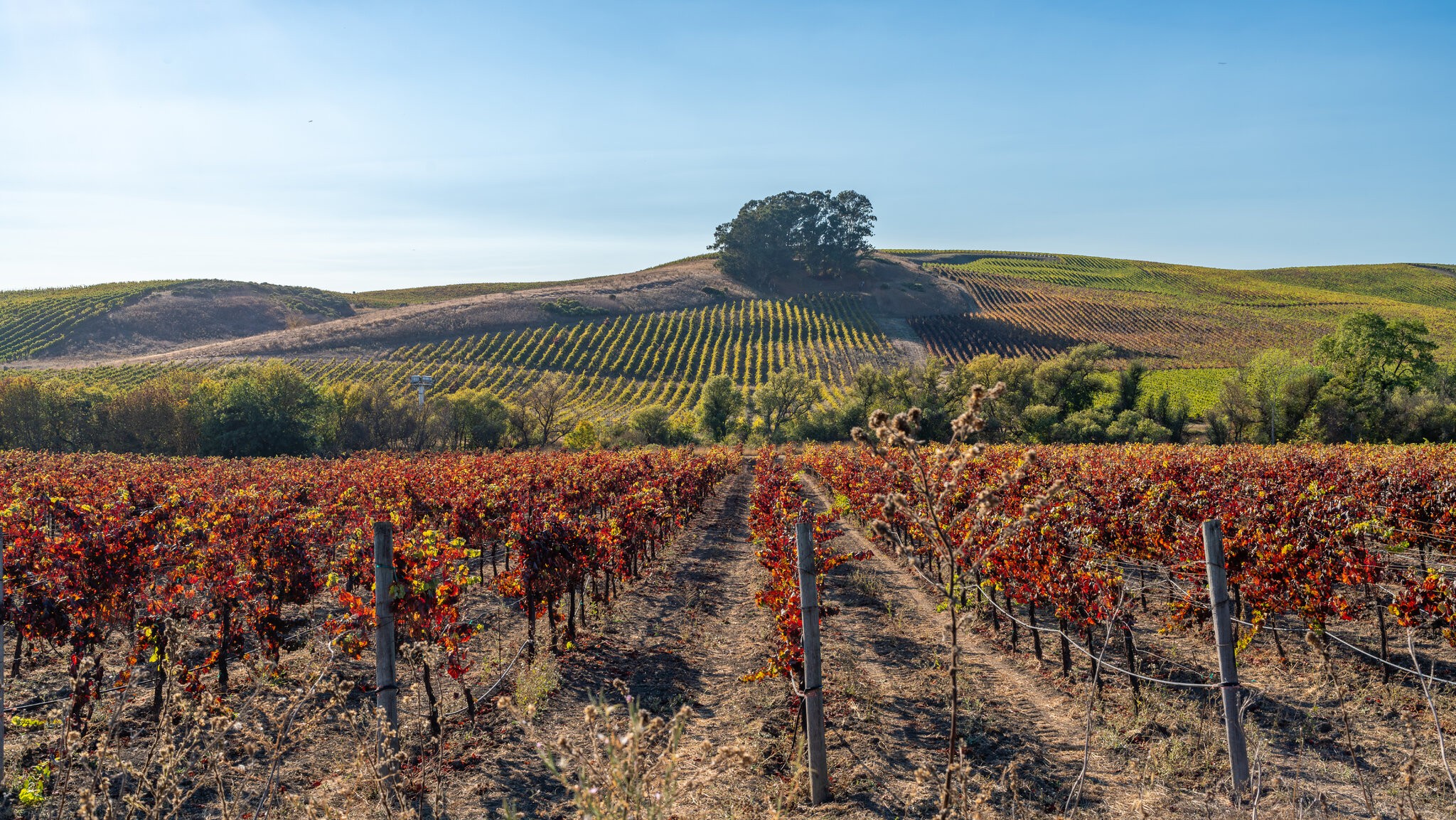 Carneros Region.jpg