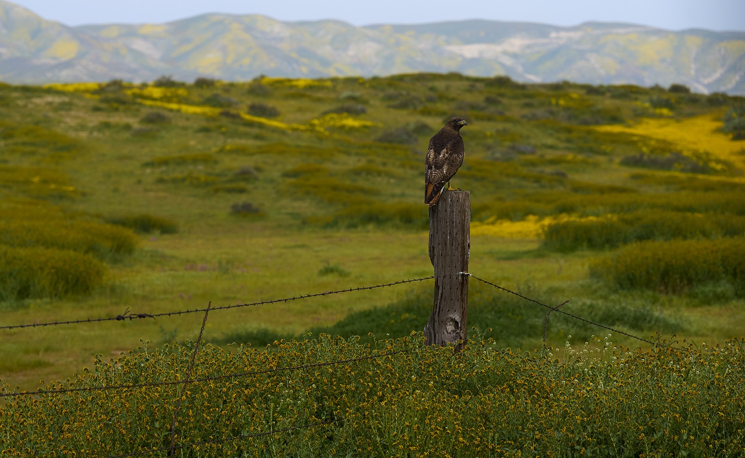 carrizo hawk copy.jpg