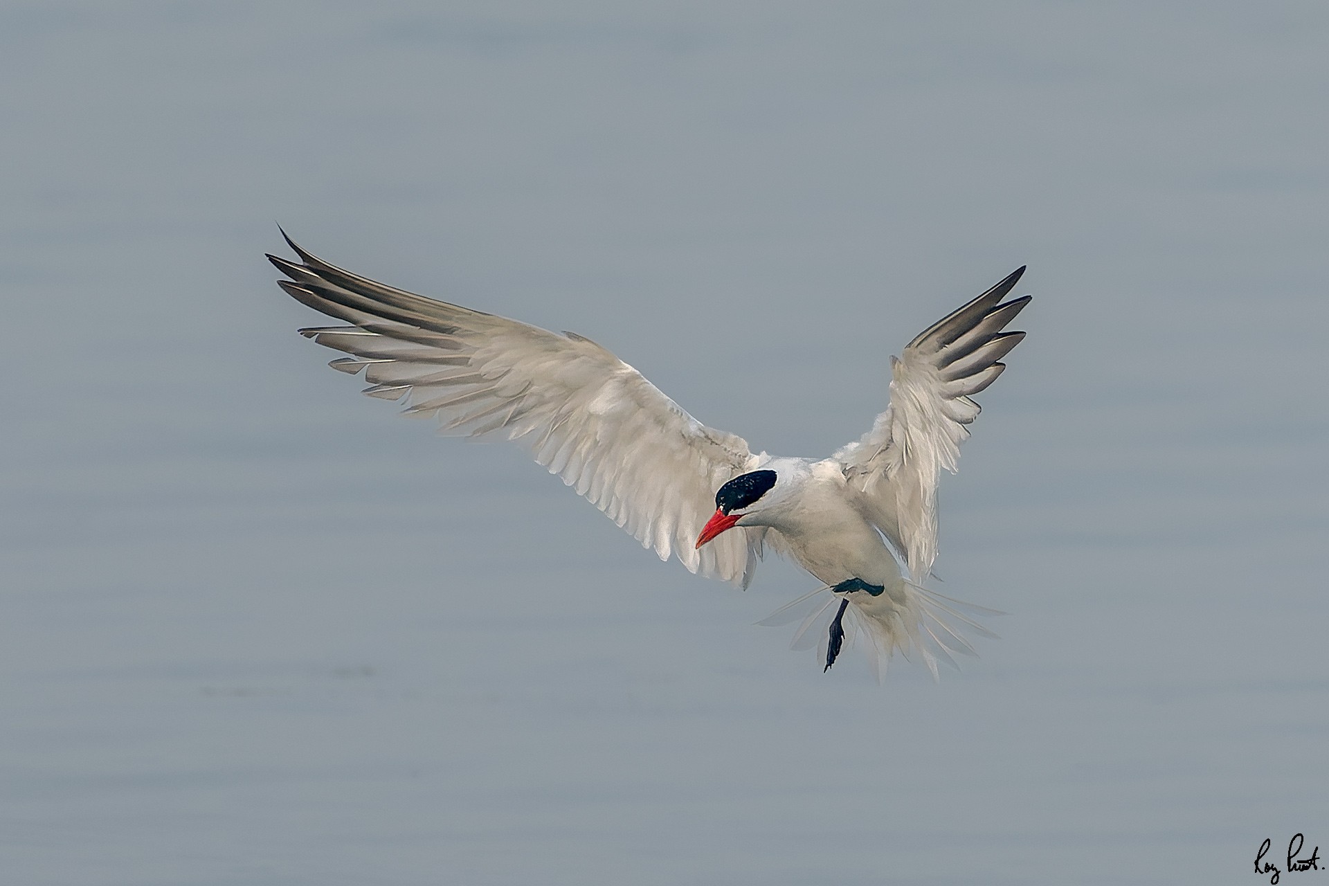 Caspian-Tern_DSC0303.jpg