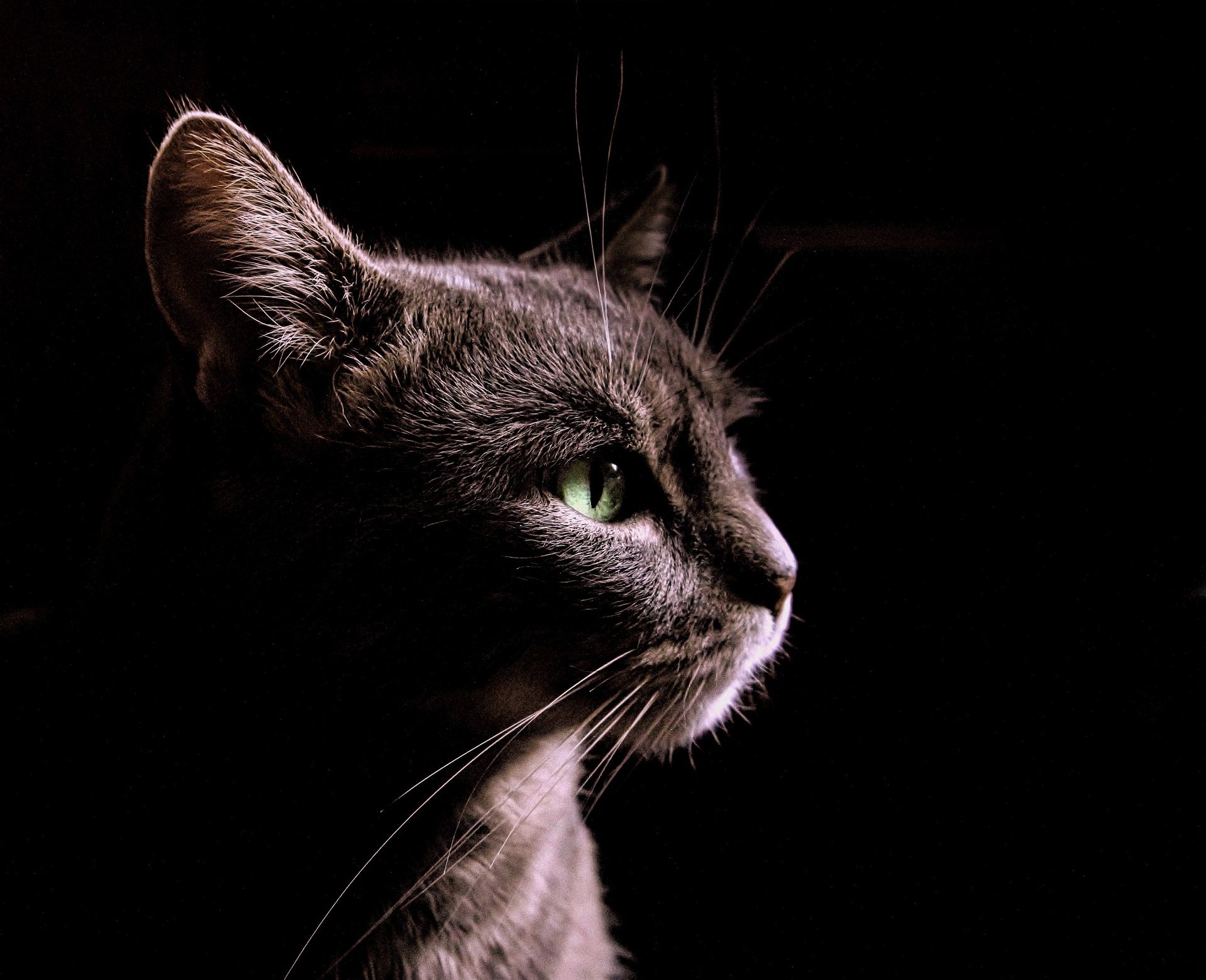 cat-3767494_1920.jpg