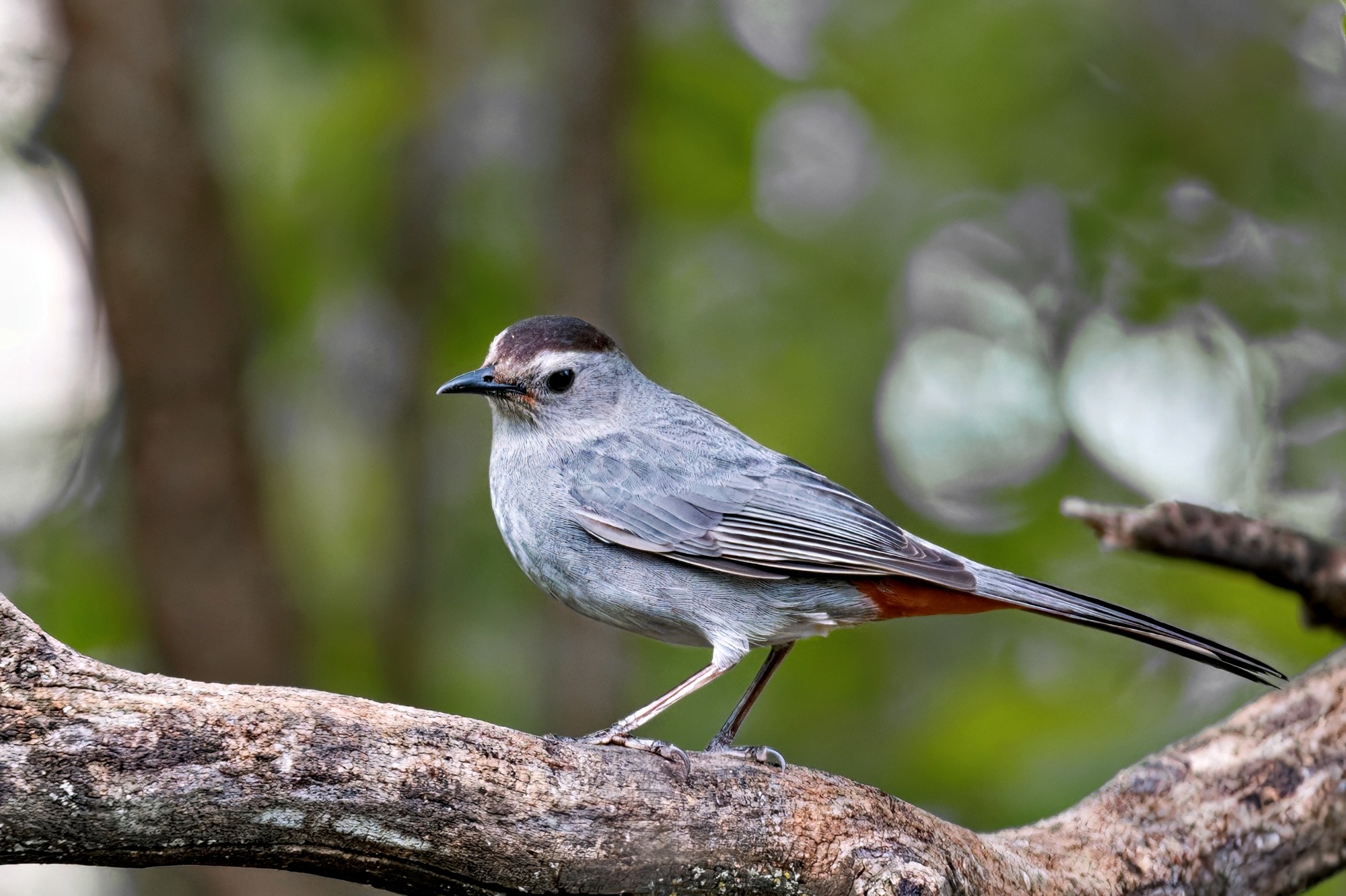 Cat Bird.jpg
