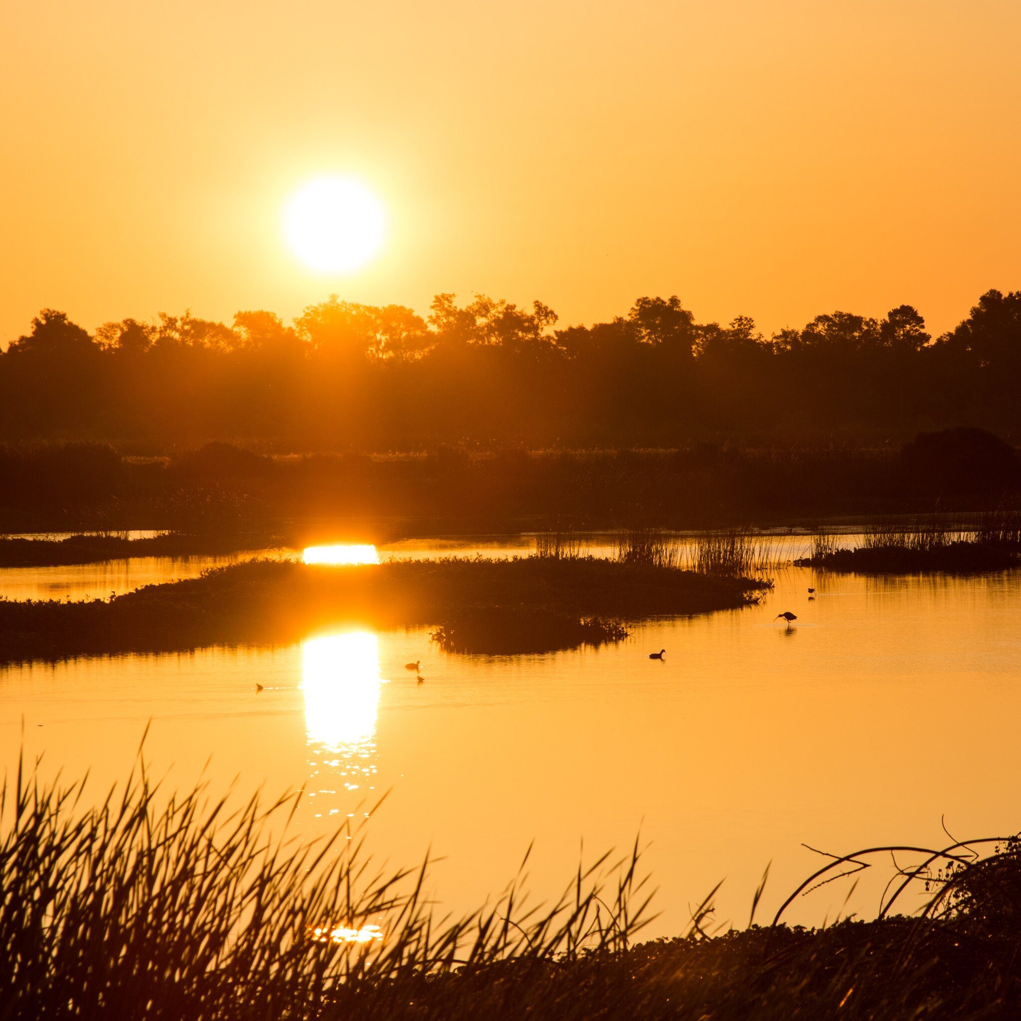 Cattail Marsh Sunrise Low.jpg