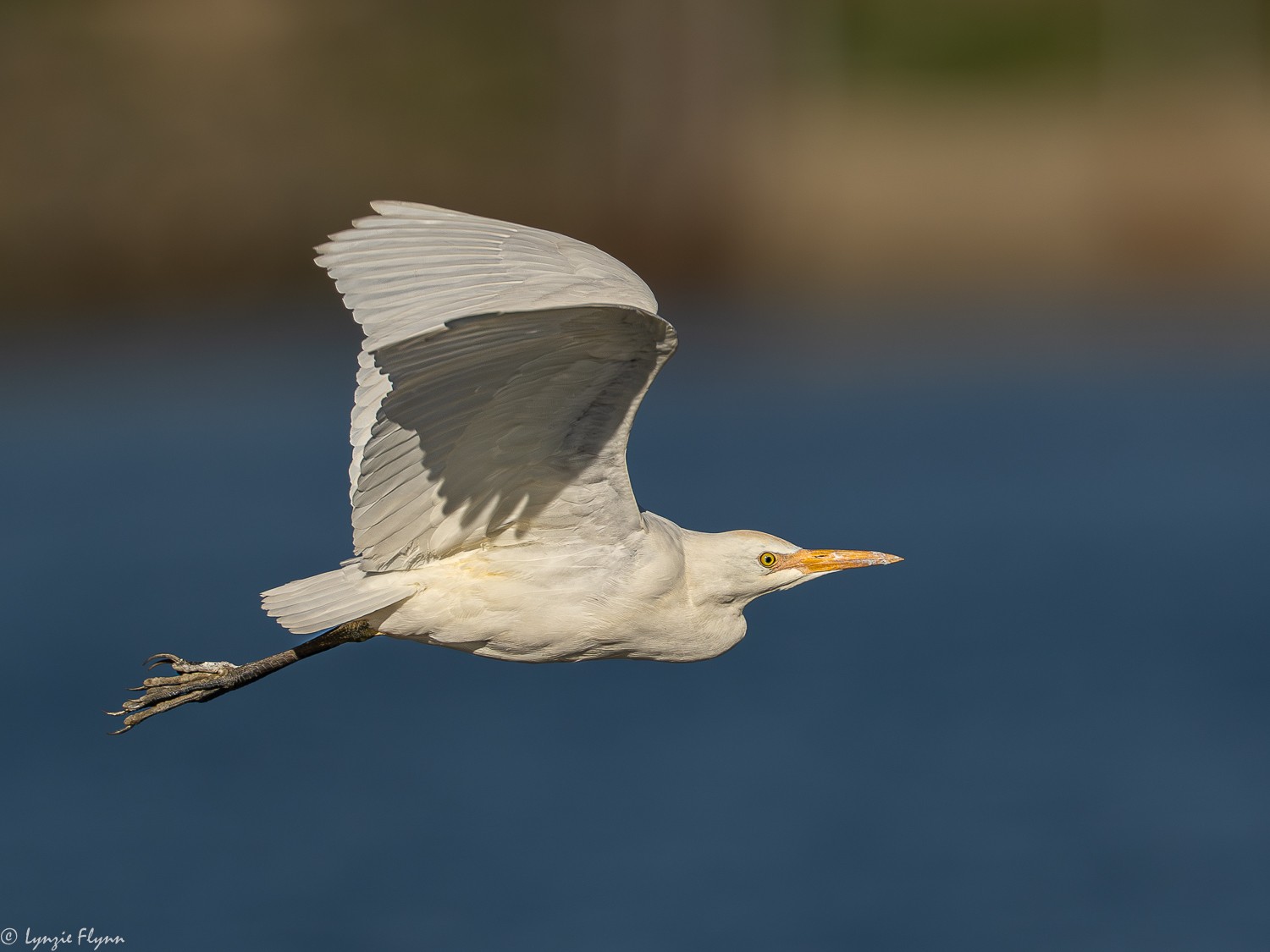 Cattle Egret 8855.jpg