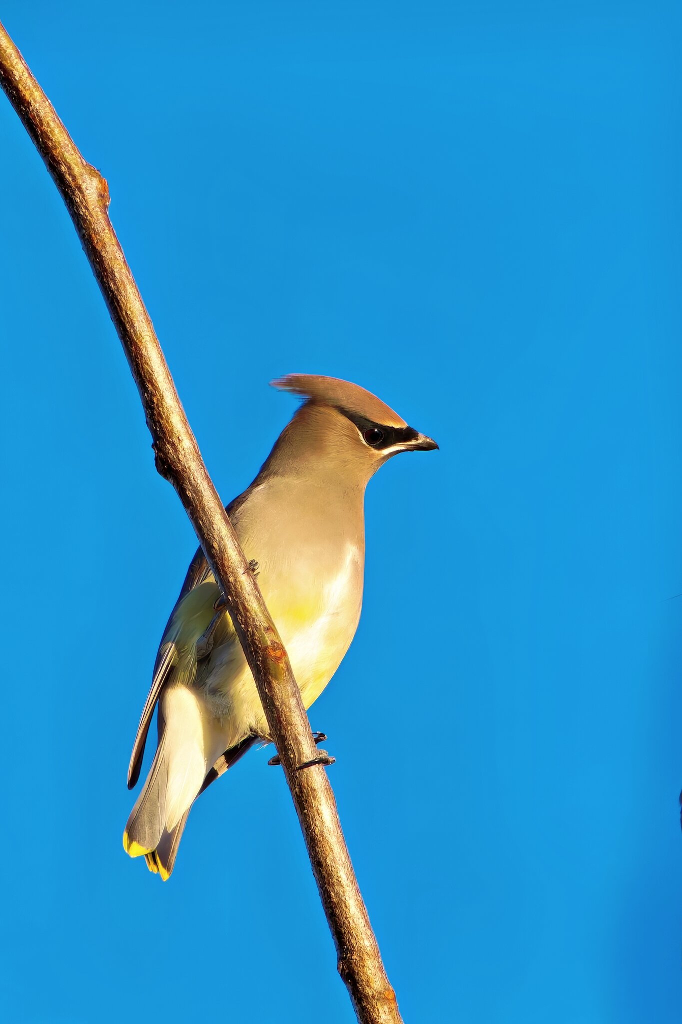 Cedar Waxwing Final.jpg