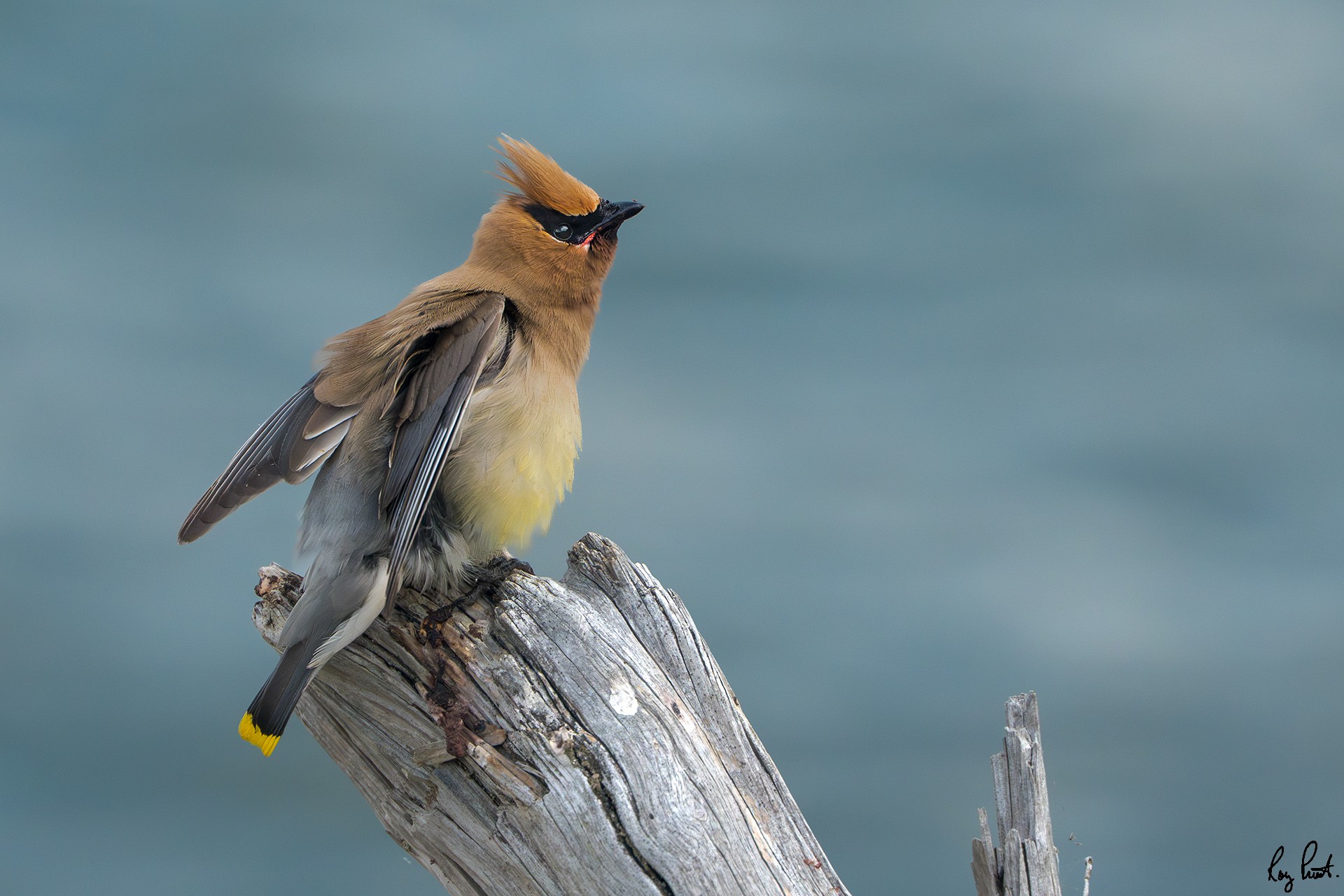 Cedar-Waxwing_DSC5797.jpg