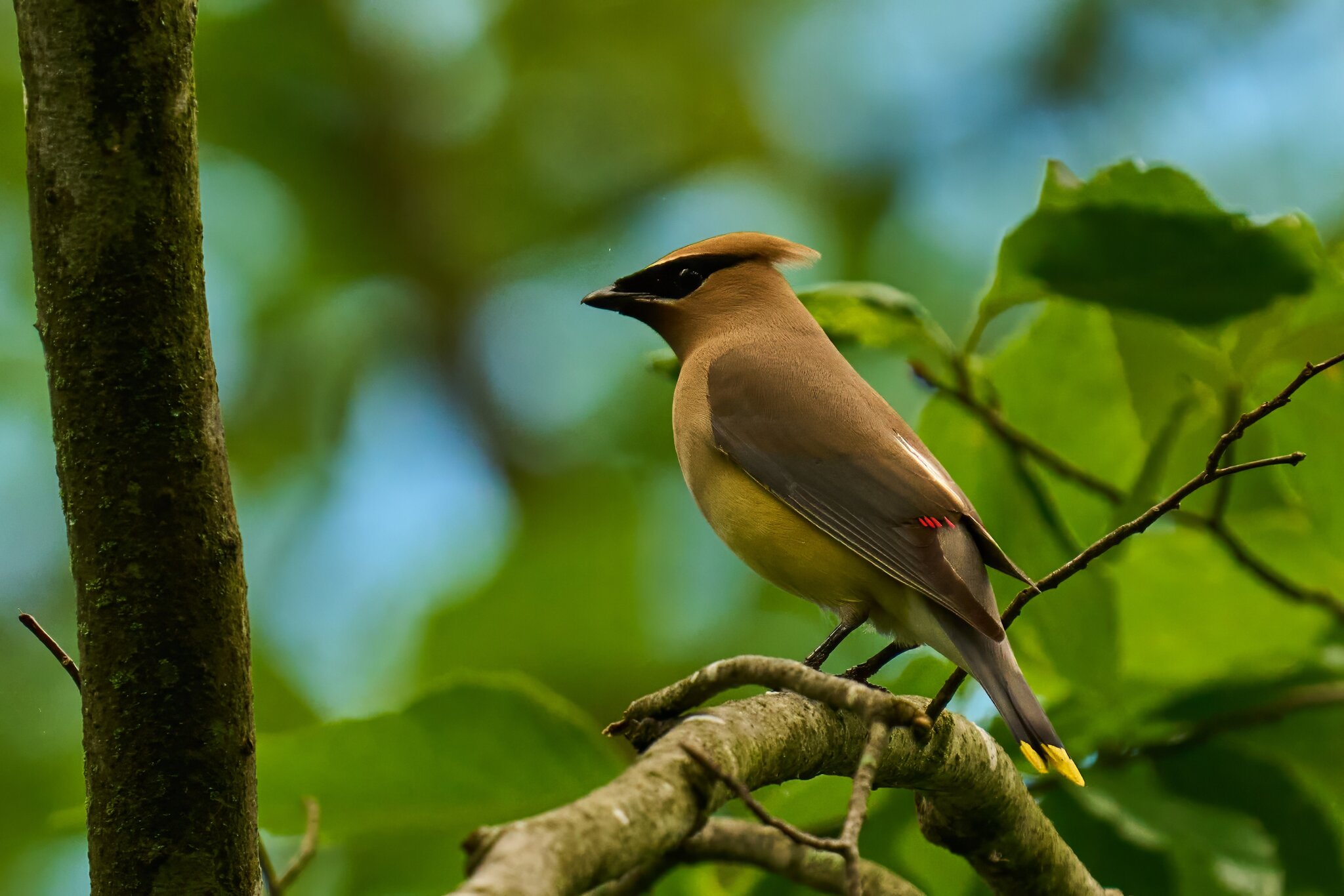 Ceder Waxwing - 1st state - 05172025 - 04 - DN.jpg
