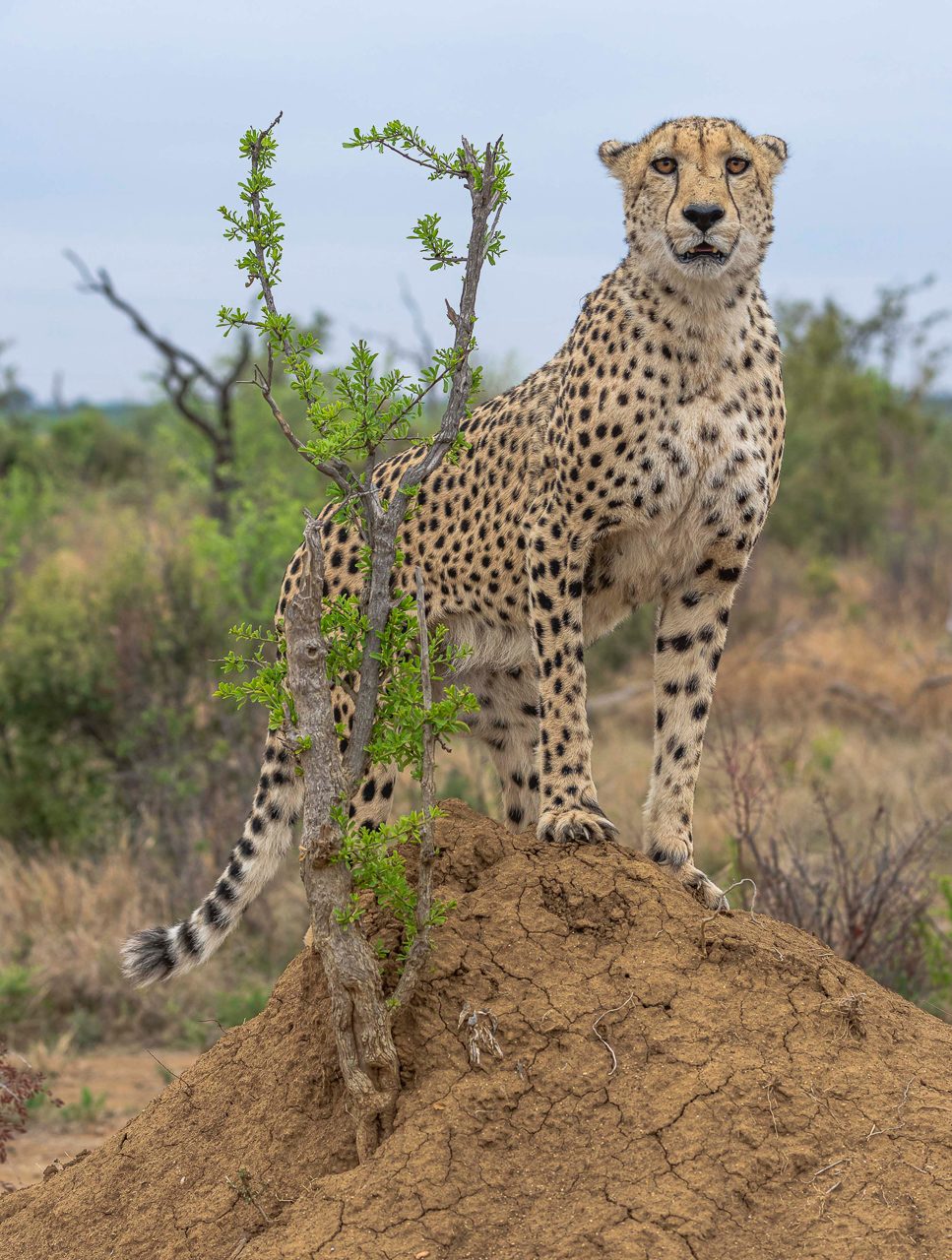 Cheetah 3-006136.jpg