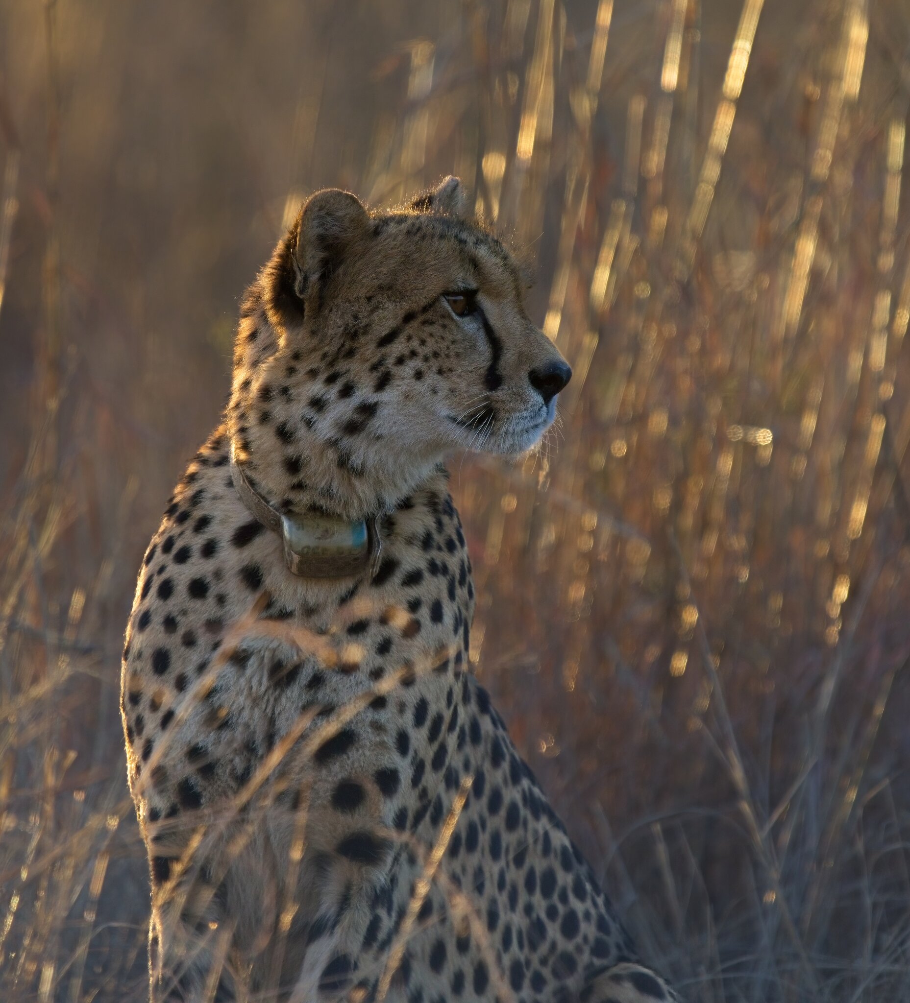 Cheetah Profile.jpg
