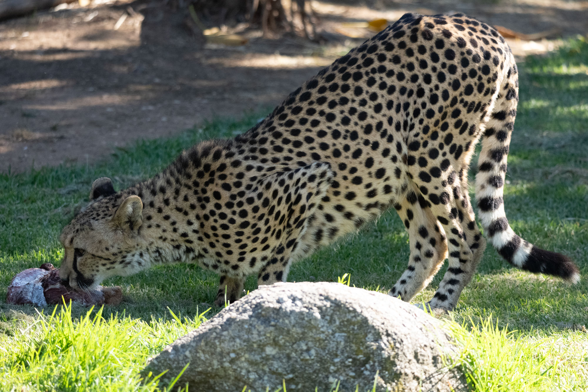 Cheetah_Downward_Dog.jpg